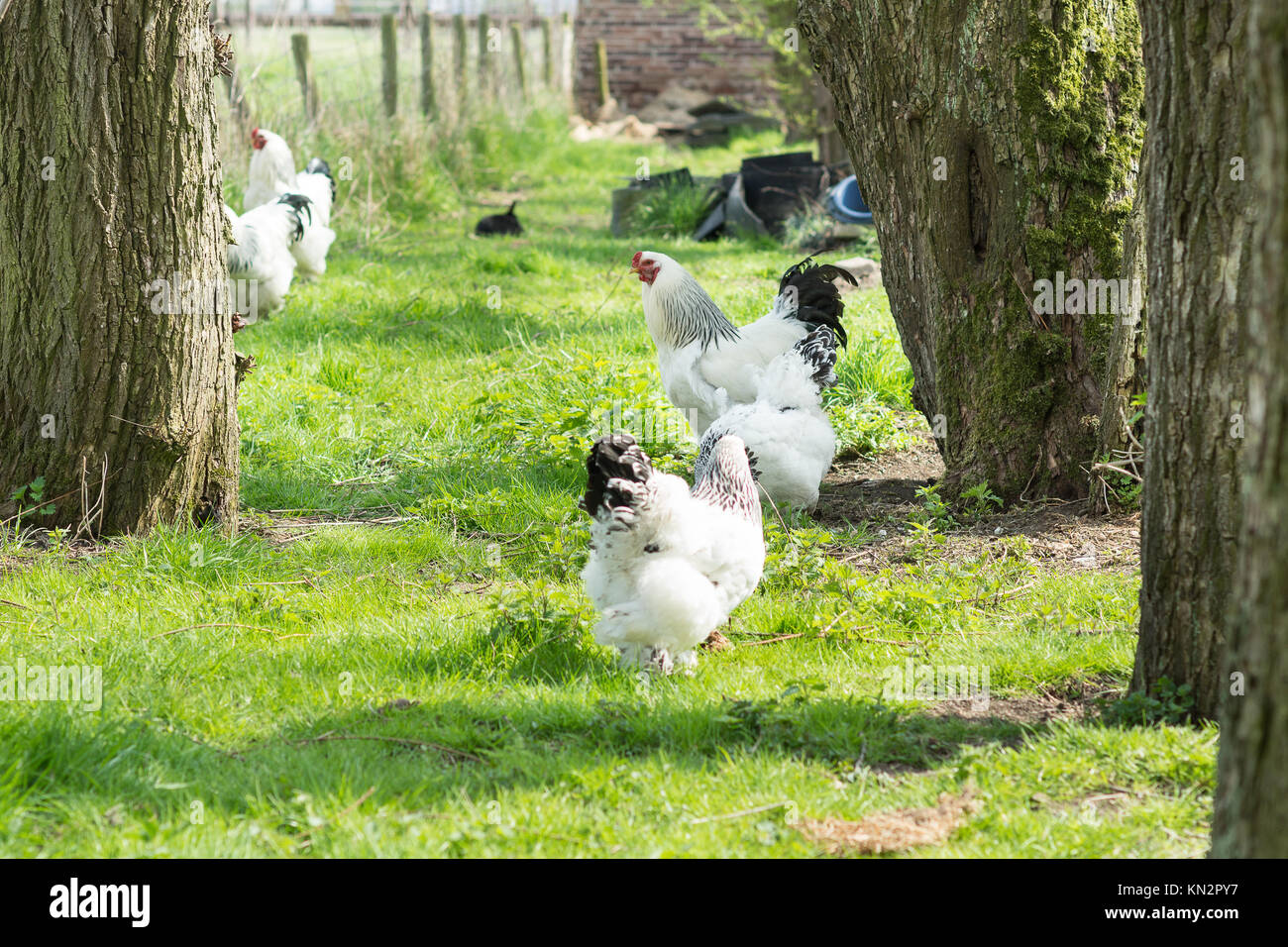 Free Range Brahma poulets, poules et coqs, à la recherche de nourriture dans un jardin Banque D'Images