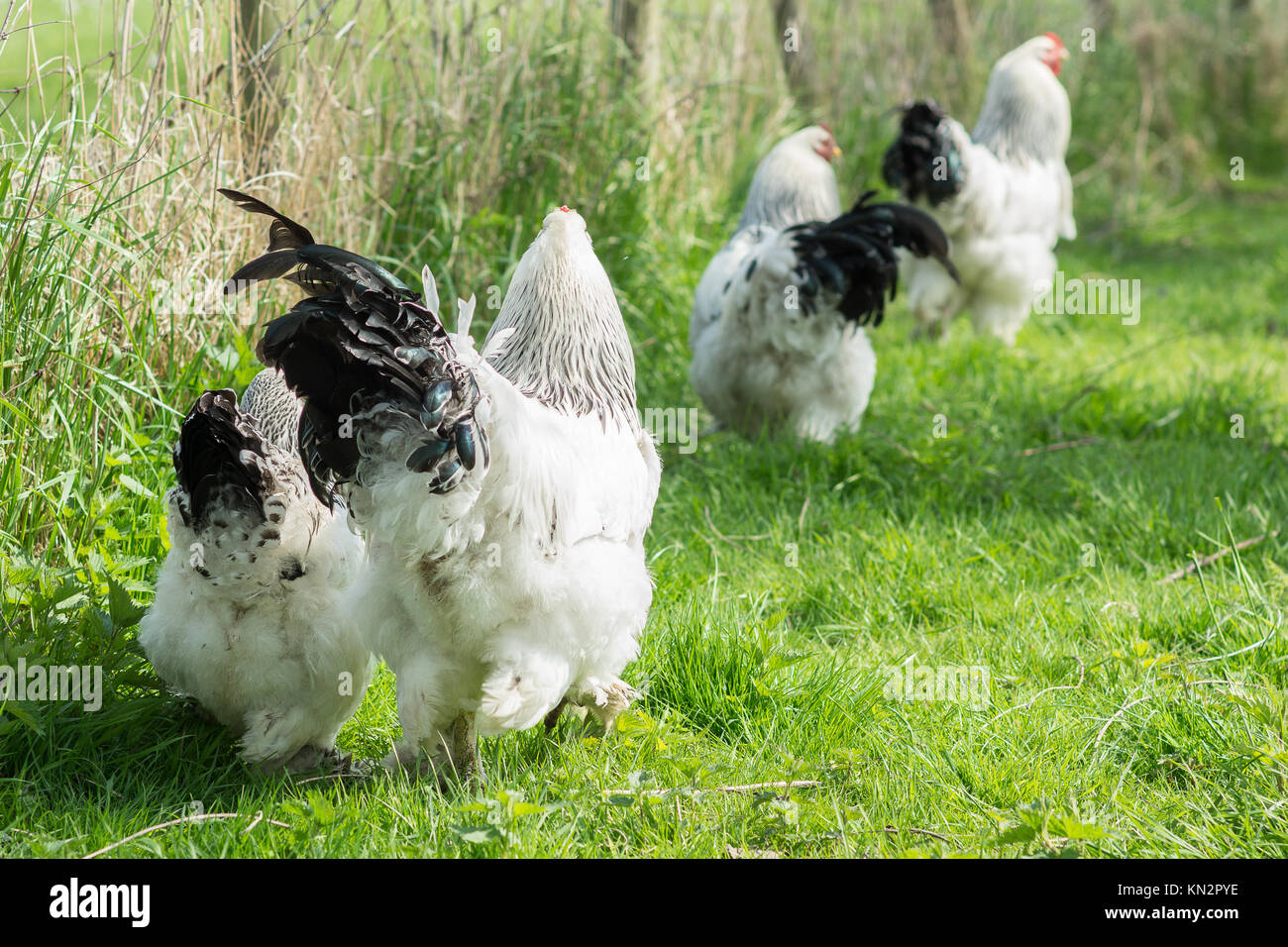 Free Range Brahma poulets, poules et coqs, à la recherche de nourriture dans un jardin Banque D'Images