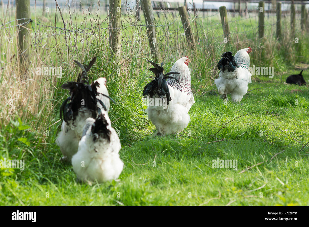 Free Range Brahma poulets, poules et coqs, à la recherche de nourriture dans un jardin Banque D'Images