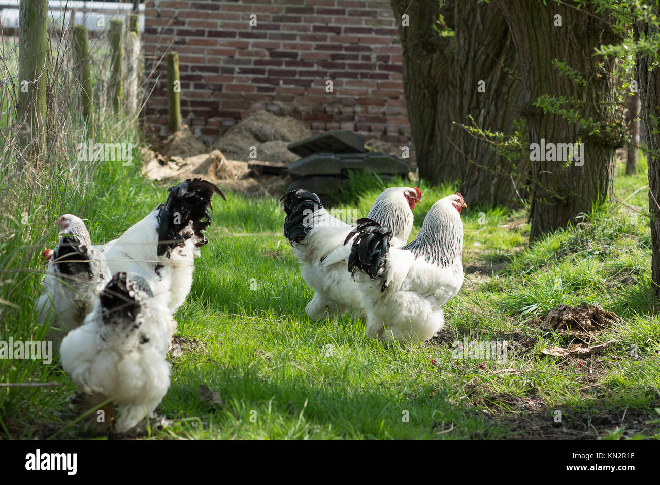 Free Range Brahma poulets, poules et coqs, à la recherche de nourriture dans un jardin sur l'herbe Banque D'Images
