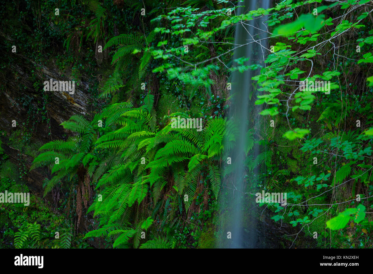 Fougères, Lamiña Lamiña, Cascade, parc naturel de Saja Besaya, Cantabria, Spain, Europe Banque D'Images