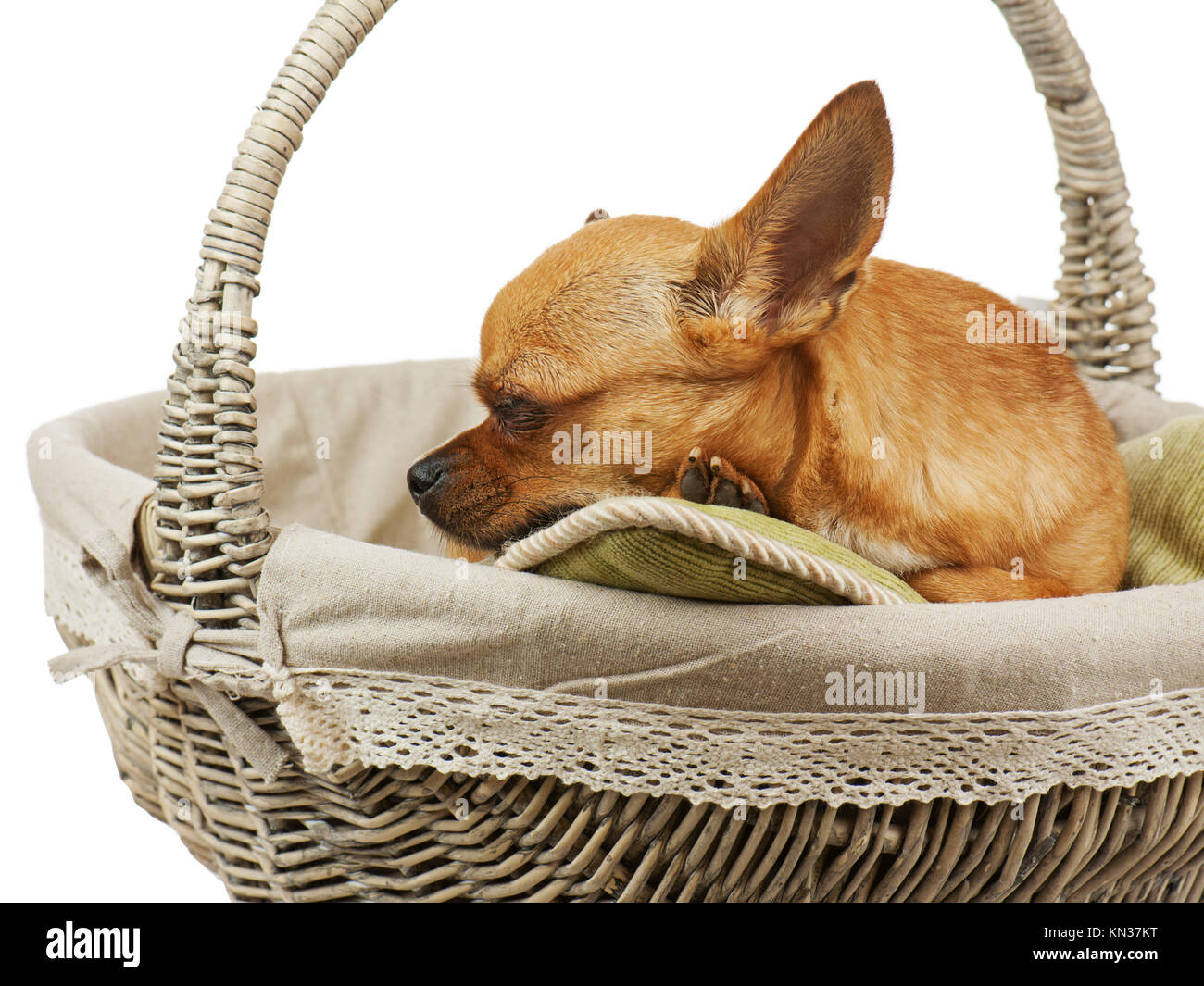 Chihuahua rouge couchage Chien dans panier en osier. Libre Photo Stock -  Alamy