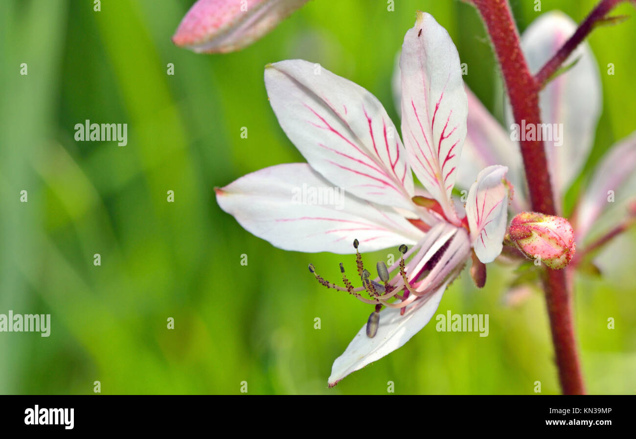 Fleur blanche avec pistil sur fond naturel Photo Stock - Alamy