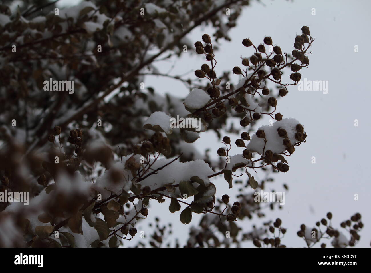 Couvert de neige des branches d'arbre Azalea Banque D'Images