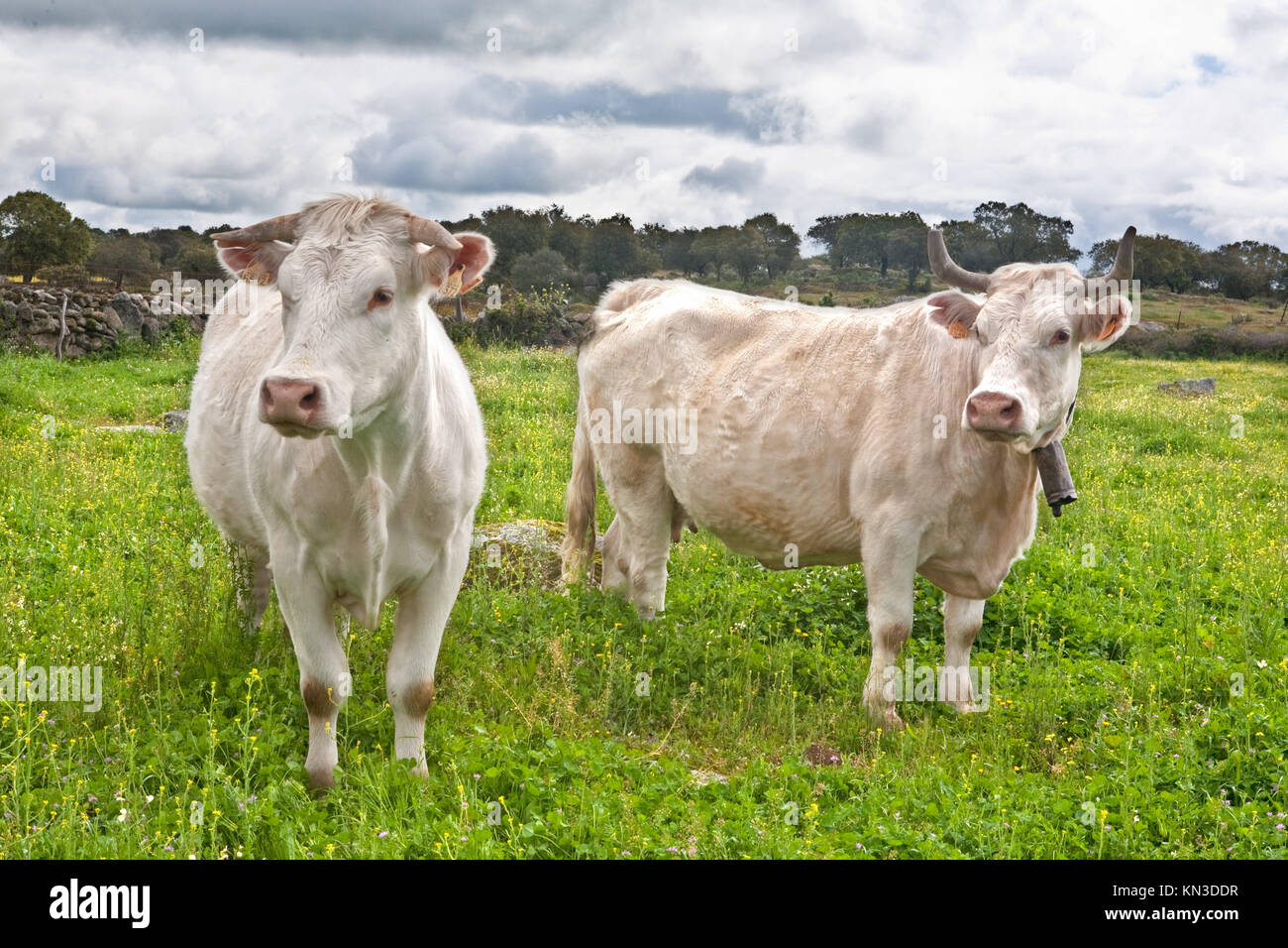 Boeuf Charolais sont une race de