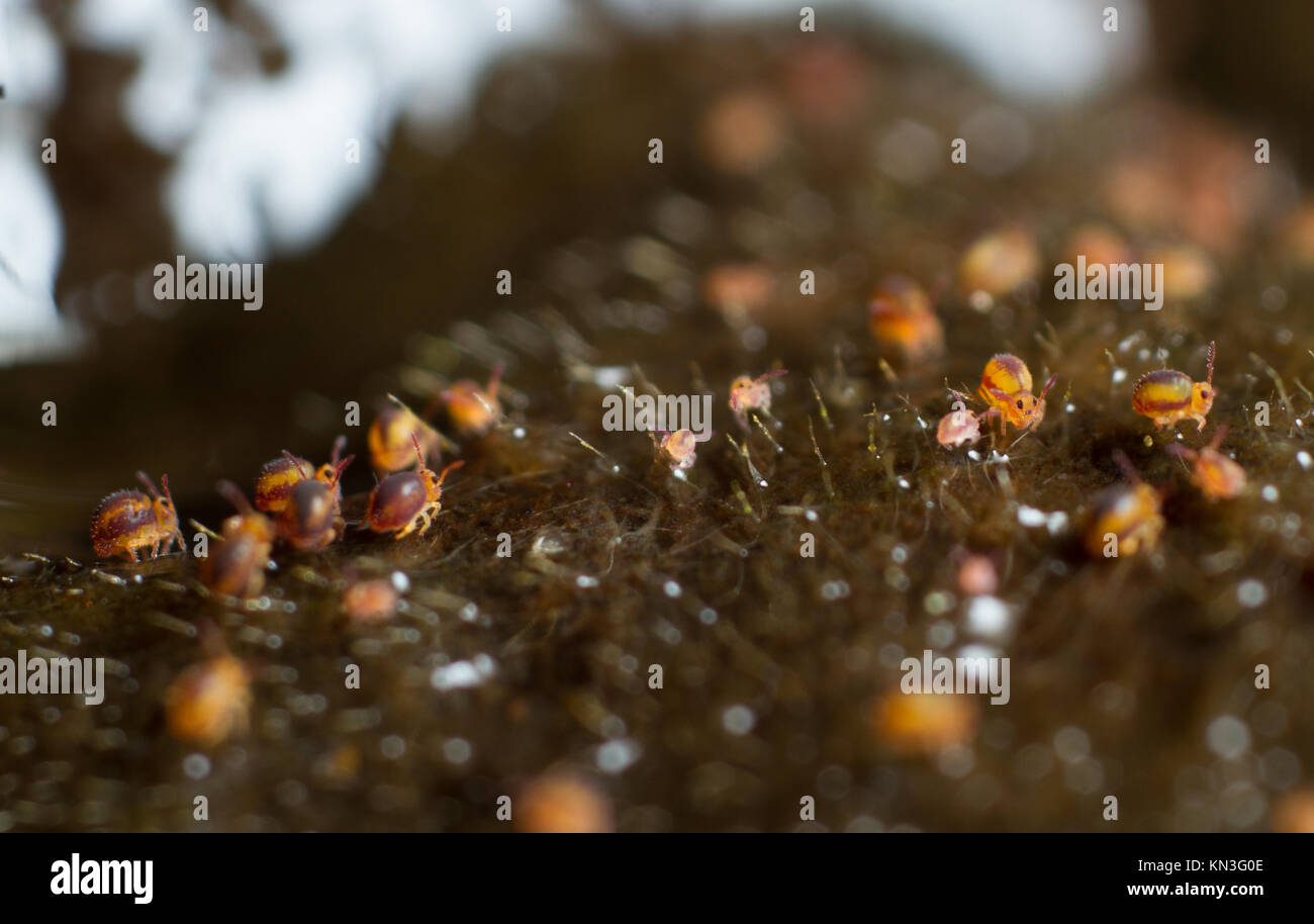 Sminthurides malmgreni springtailgroup globulaire au bord d'un étang de jardin Banque D'Images Sminthurides malmgreni springtailgroup globulaire au bord d'un étang de jardin Banque D'Images