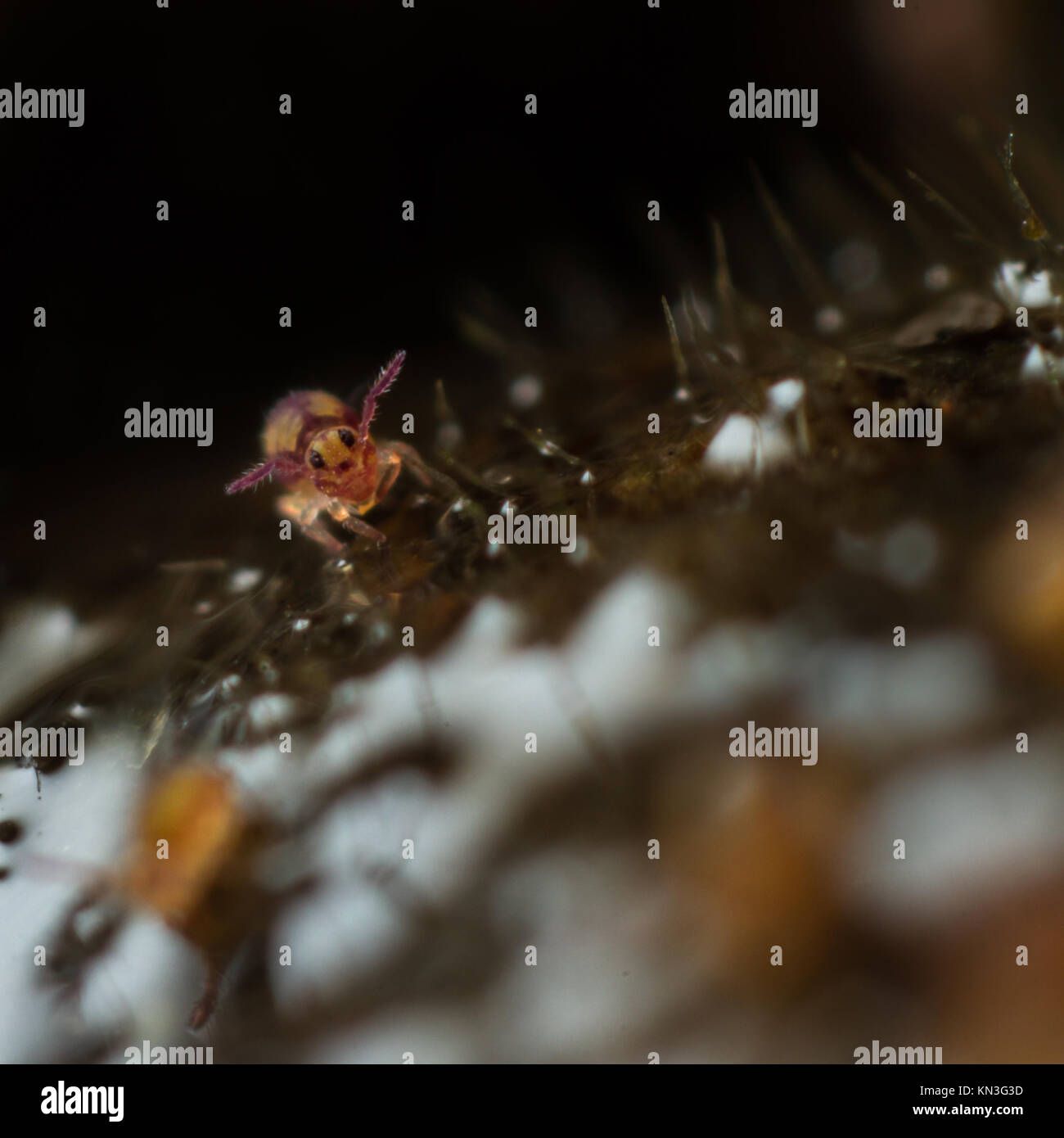 Sminthurides malmgreni springtail globulaire au bord d'un étang de jardin Banque D'Images Sminthurides malmgreni springtail globulaire au bord d'un étang de jardin Banque D'Images