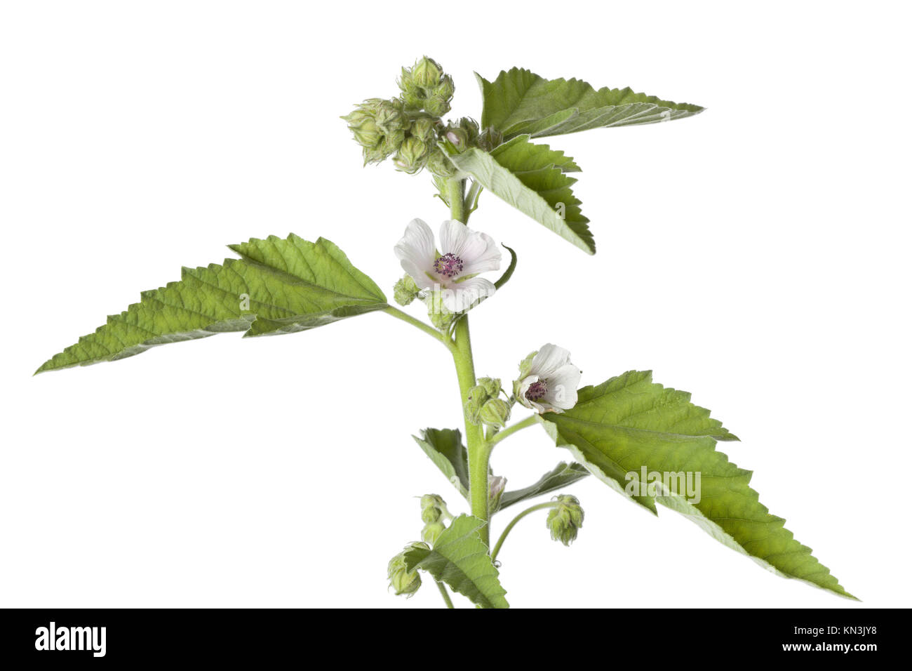 Feuilles De Guimauve En Vrac - 500 G, Qualité Européenne, Sans Sable - Pour Infusions, Thé Aux Herbes