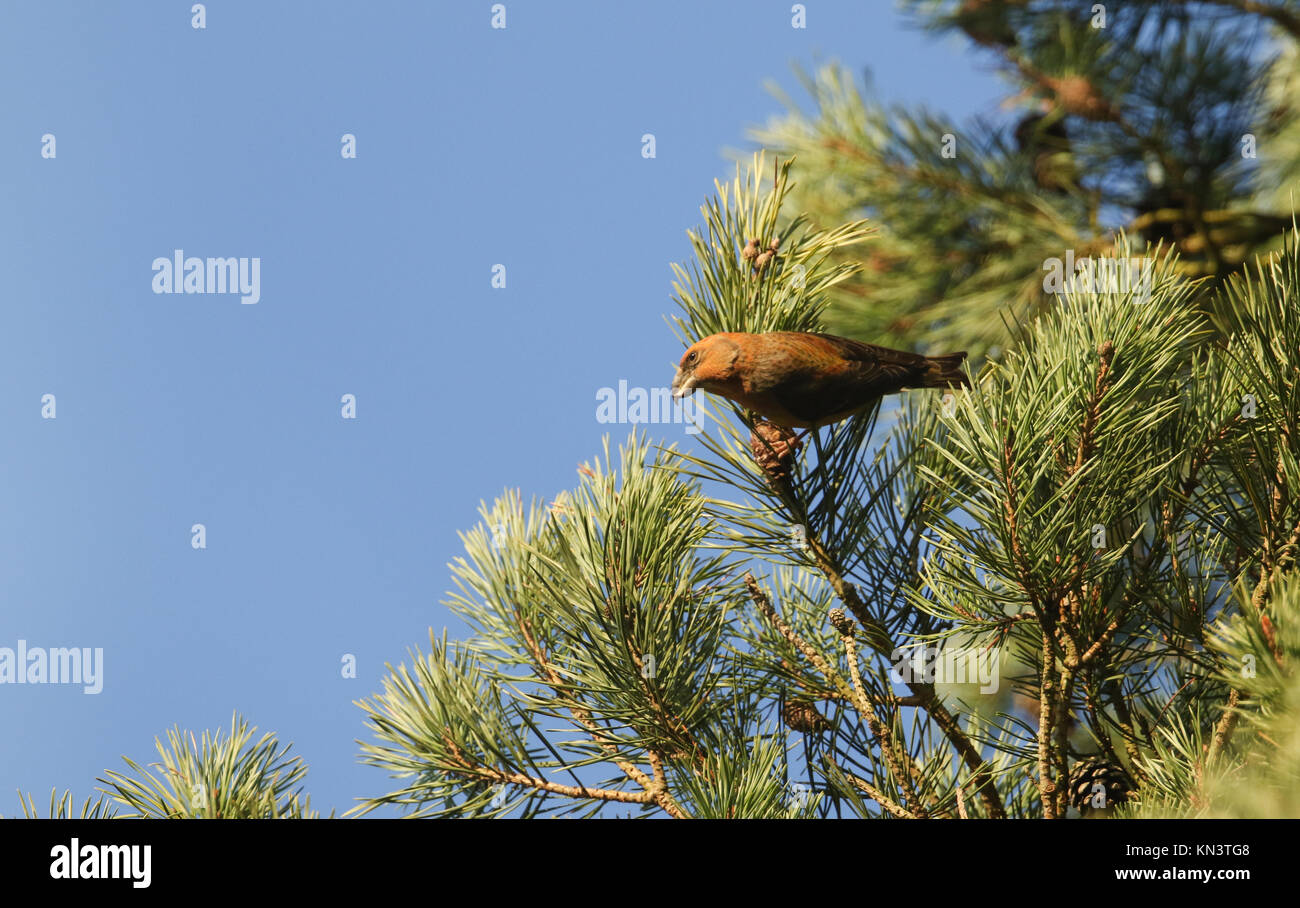 Un magnifique mâle rare Parrot Crossbill Loxia (pytyopstittacus) perchées dans les branches d'un pin (arbre de manger les cônes. Banque D'Images