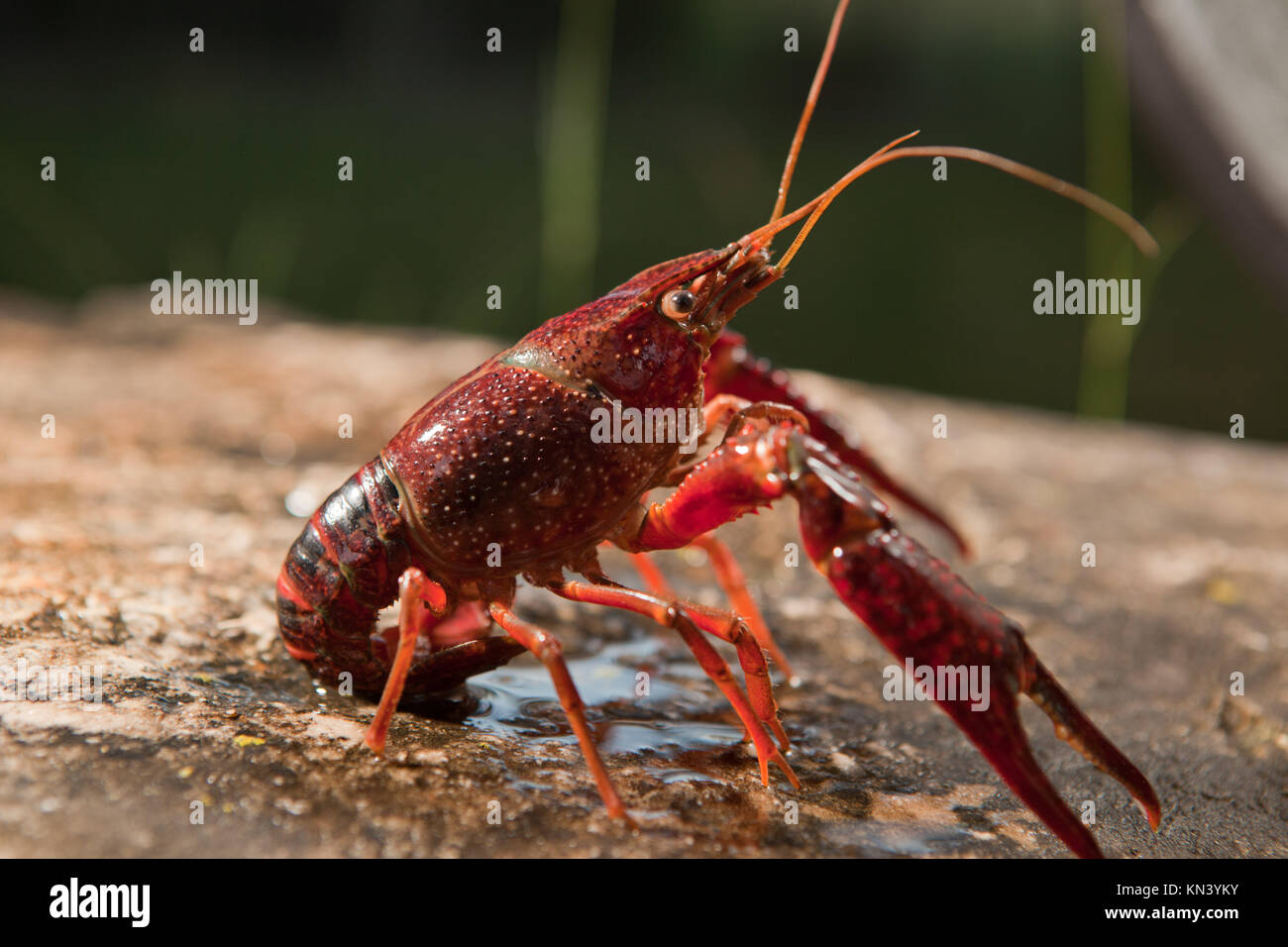 Procambarus clarkii Banque de photographies et d’images à haute résolution Alamy