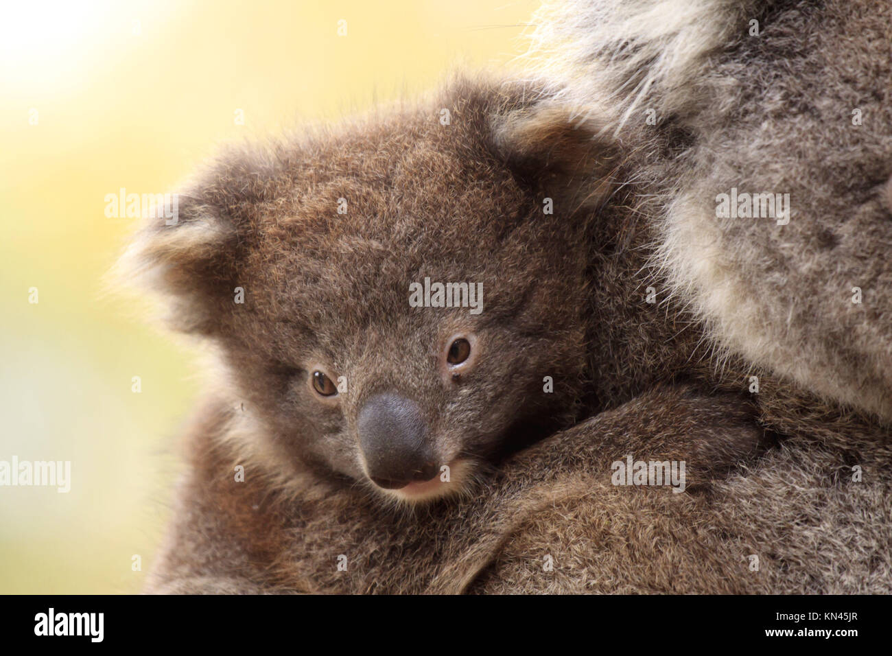 Koala Bebe Sur Le Dos De La Mere Photo Stock Alamy Koala Bebe Sur Le Dos De La Mere Photo Stock Alamy