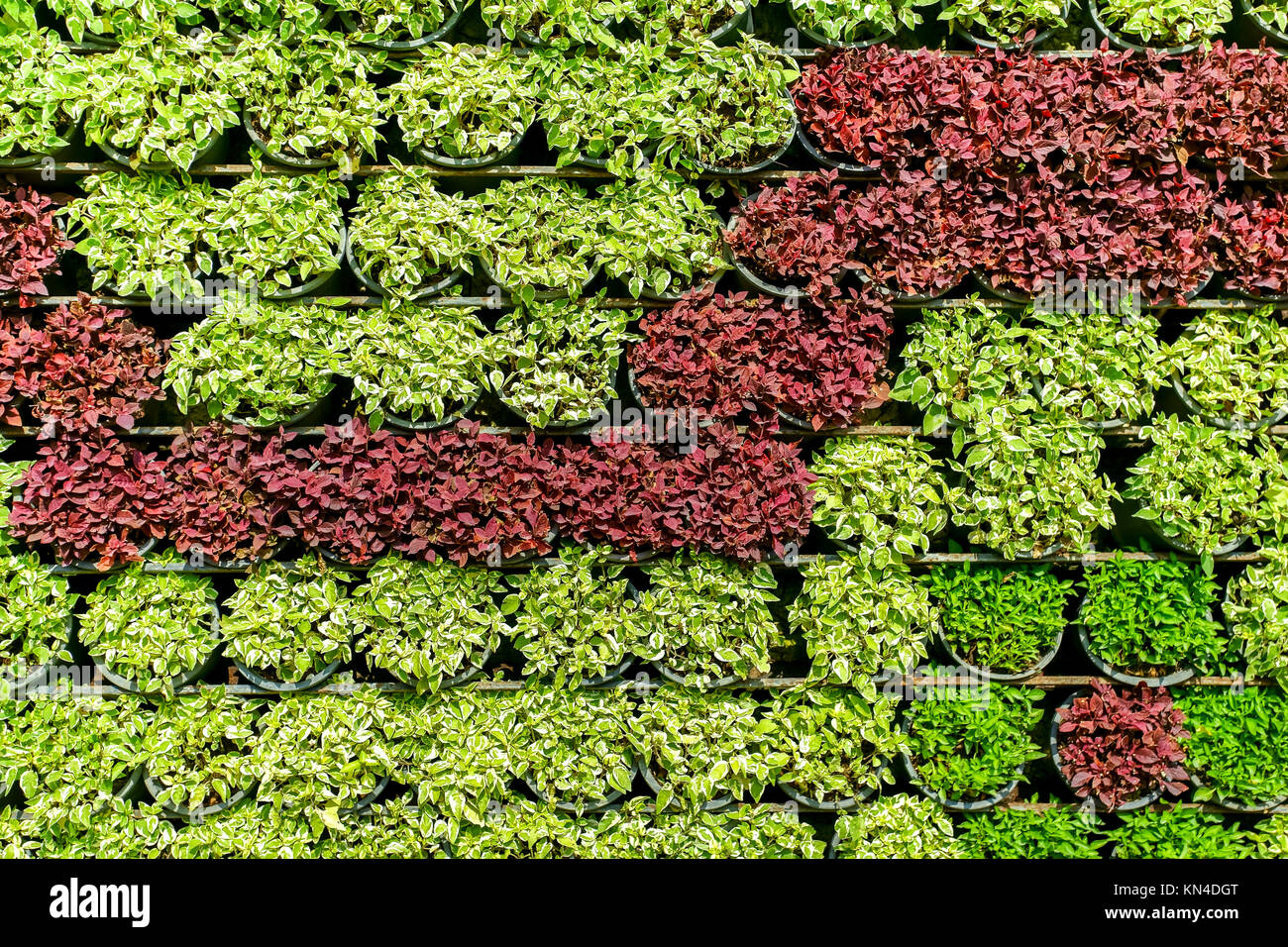 Fermé en rouge et vert herbe grass beau fonds de Banque D'Images