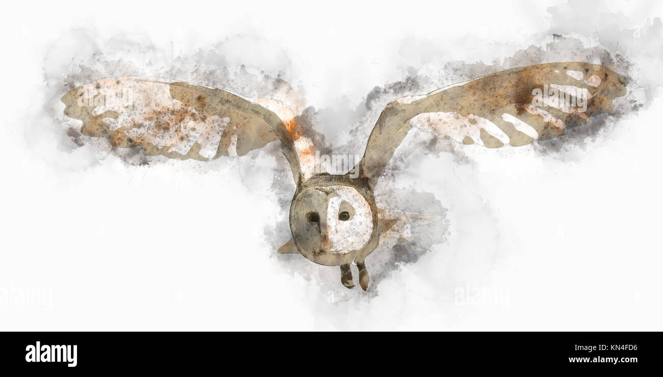 Amélioration de l'image numérique d'une Effraie des clochers (Tyto alba) en vol Banque D'Images