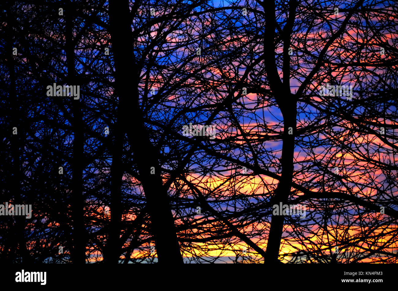 Les arbres et le coucher du soleil Banque D'Images