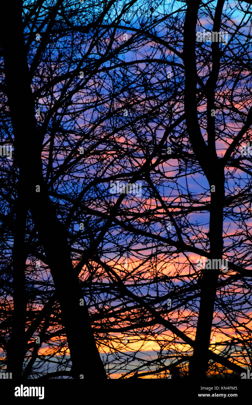 Les arbres et le coucher du soleil Banque D'Images