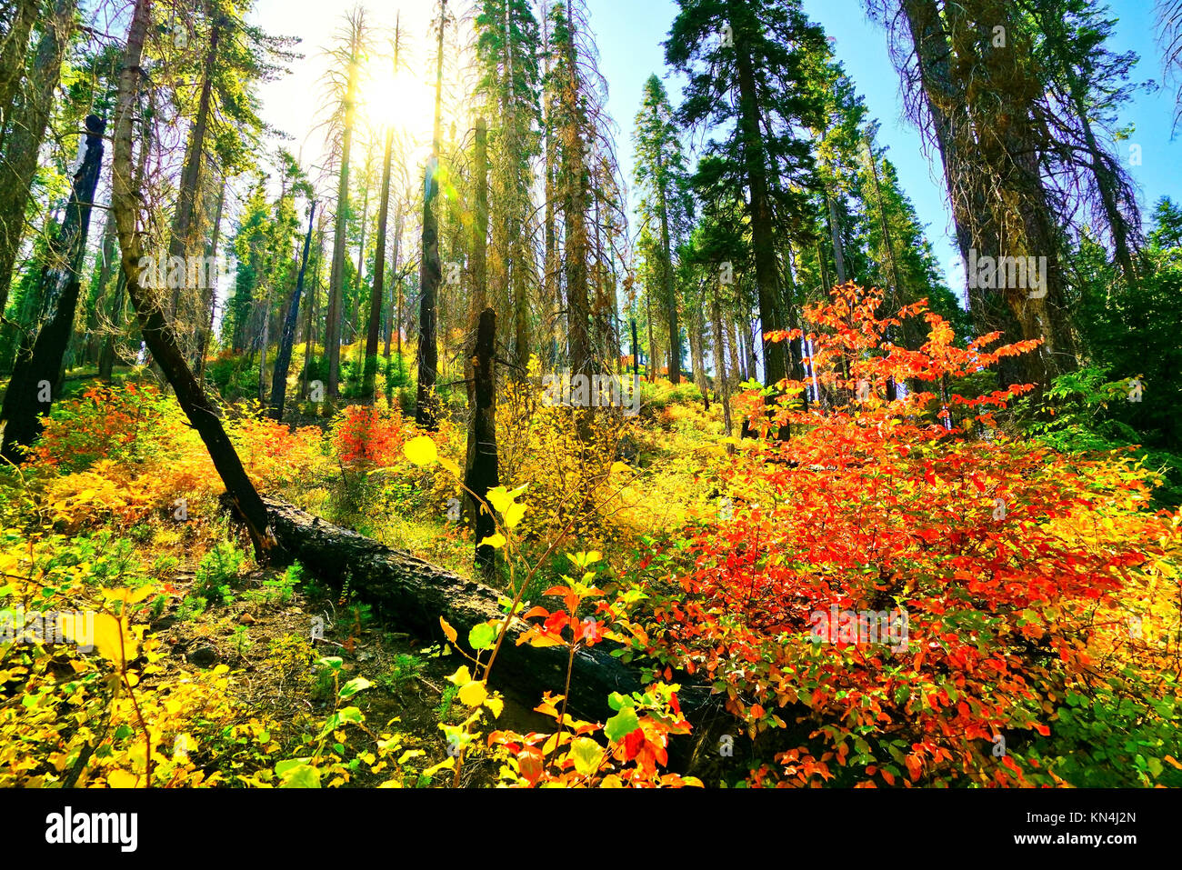 Vue sur la forêt à Tuolumne Grove, Yosemite National Park en automne. Banque D'Images