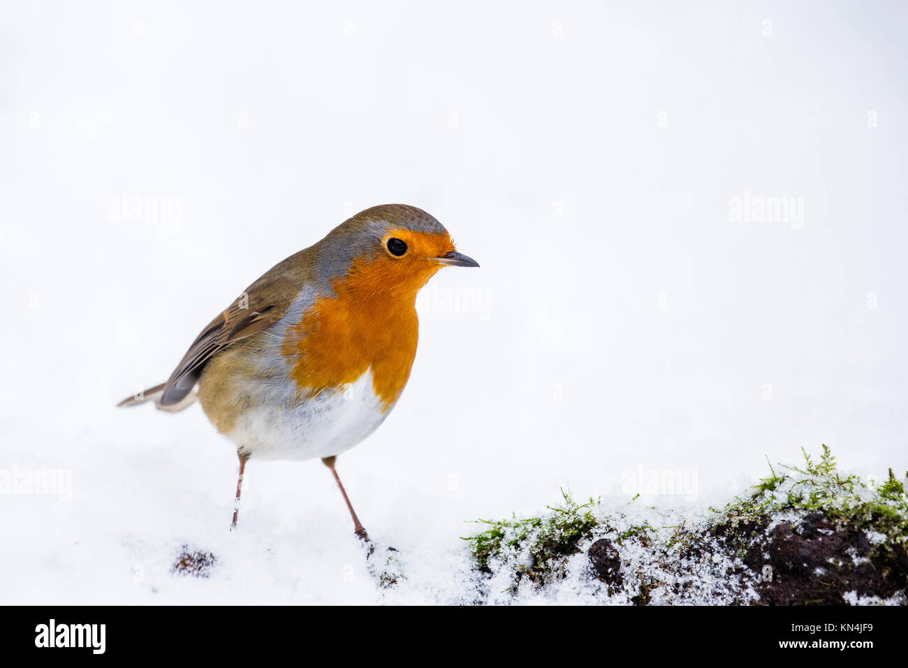 Robin dans un paramètre d'hiver enneigé Banque D'Images