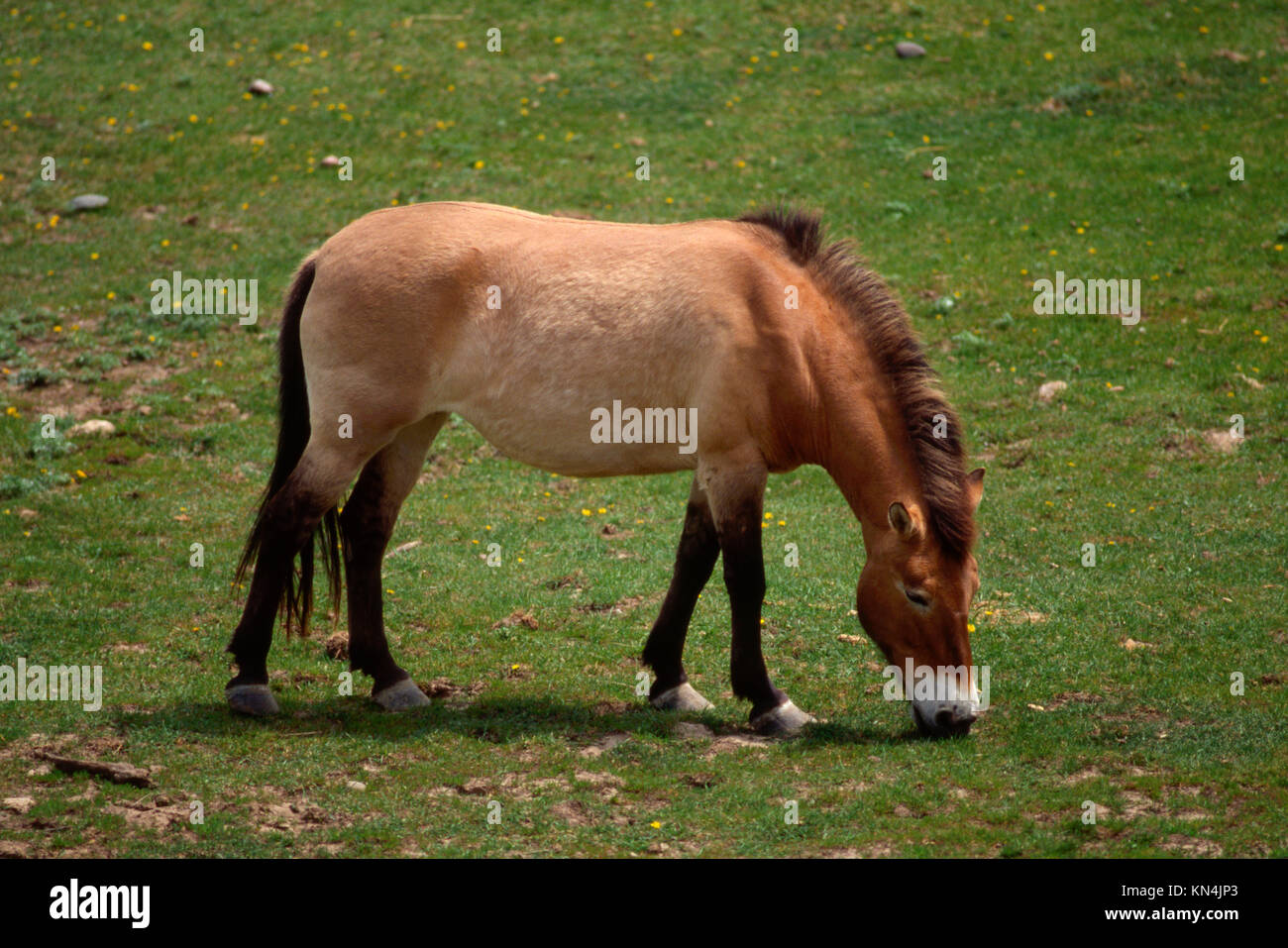 Le cheval de Przewalski Banque D'Images