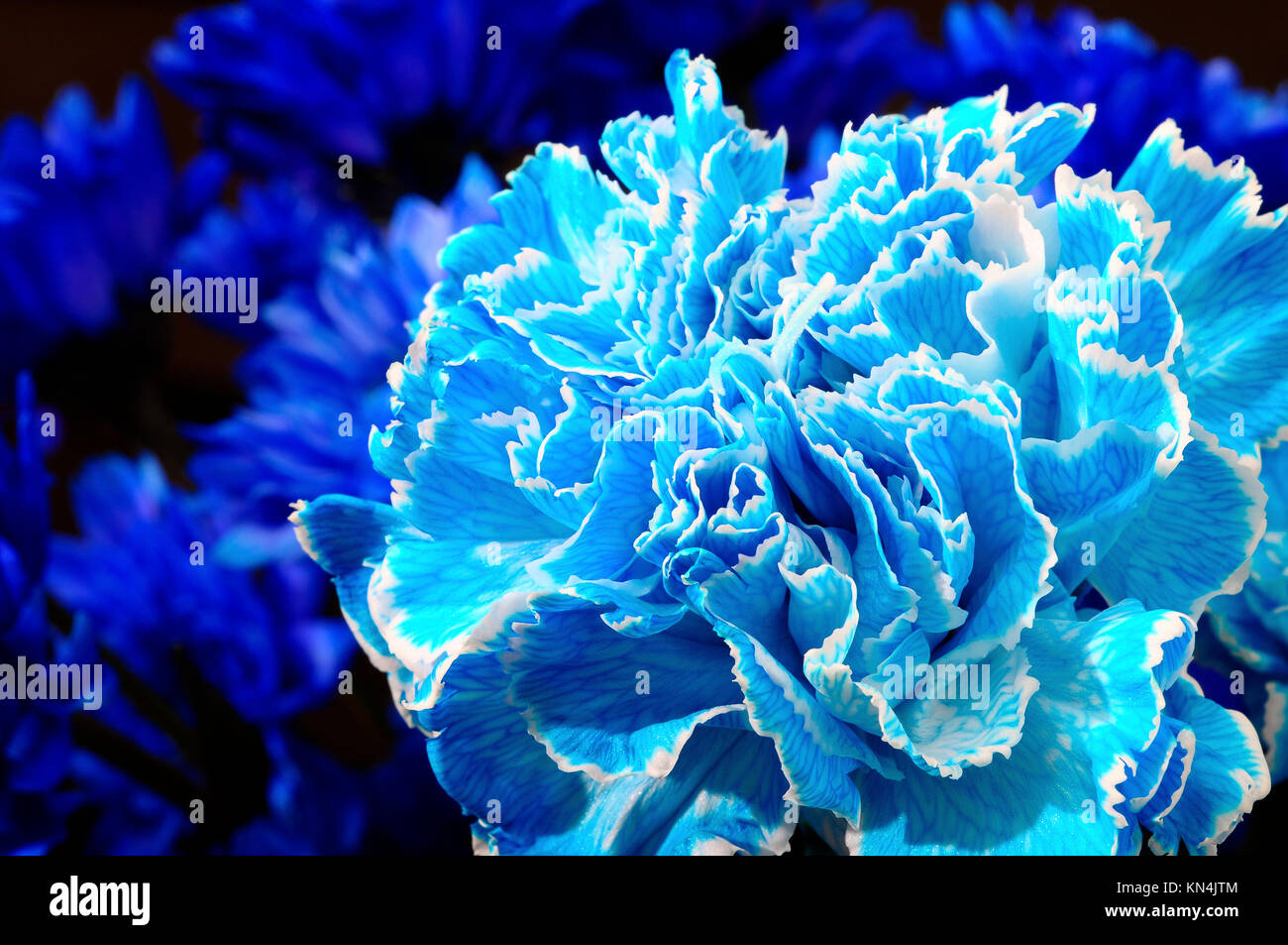 Close up of fleur bleue détails carnation pour le fond Banque D'Images