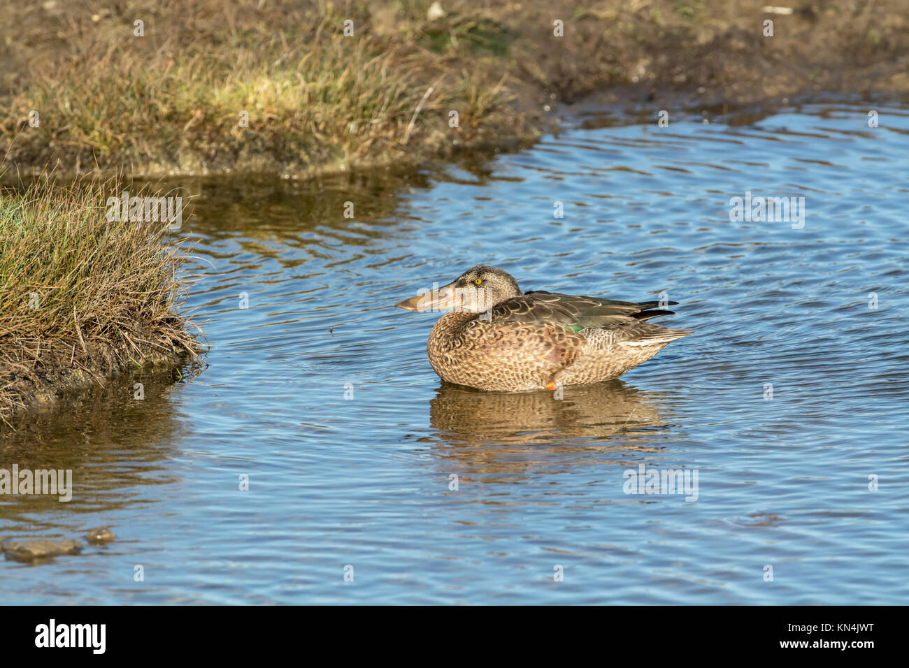 Le Canard souchet (Anas clypeata) canard femelle Banque D'Images