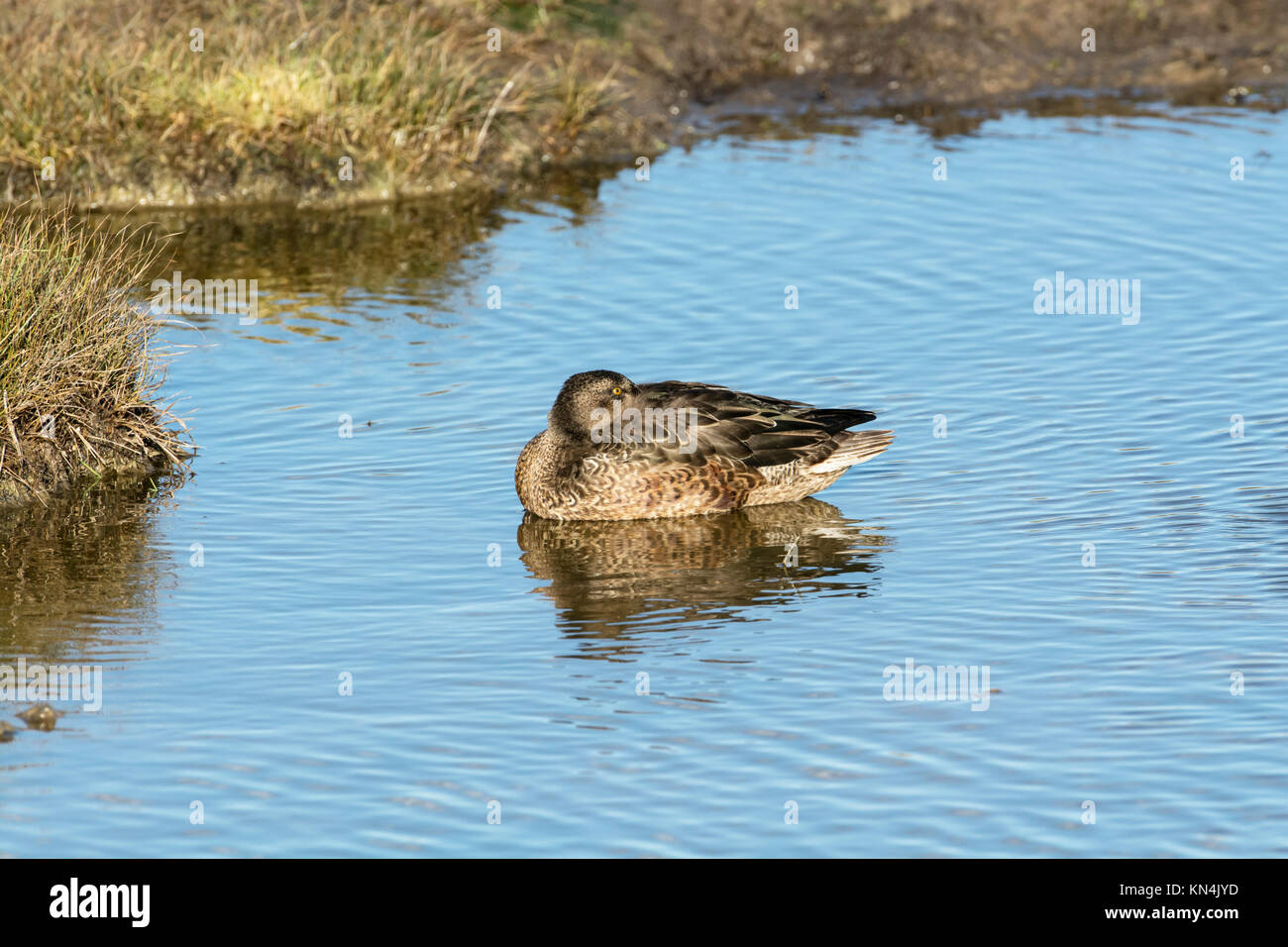 Le Canard souchet (Anas clypeata) canard femelle se percher. Banque D'Images
