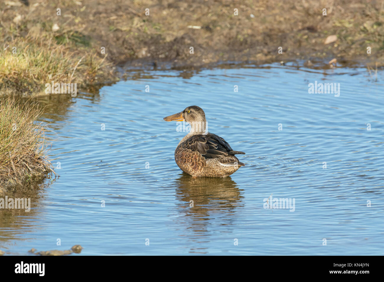 Le Canard souchet (Anas clypeata) canard femelle Banque D'Images