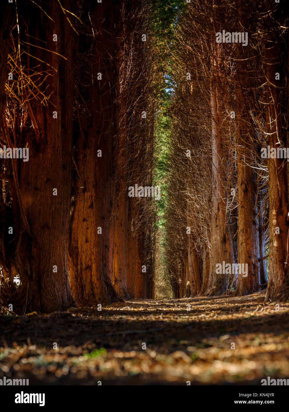 La cathédrale des conifères au Pinetum national et à la forêt de Bedgebury, à la frontière entre Sussex et Kent. Banque D'Images