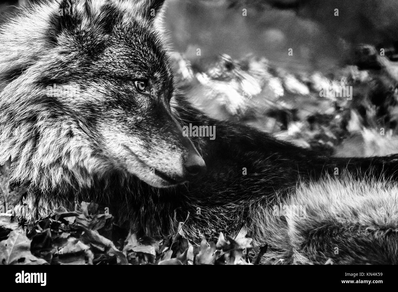 Un loup gris (Canis lupus) est assis sur une rive ensoleillée de feuilles Banque D'Images