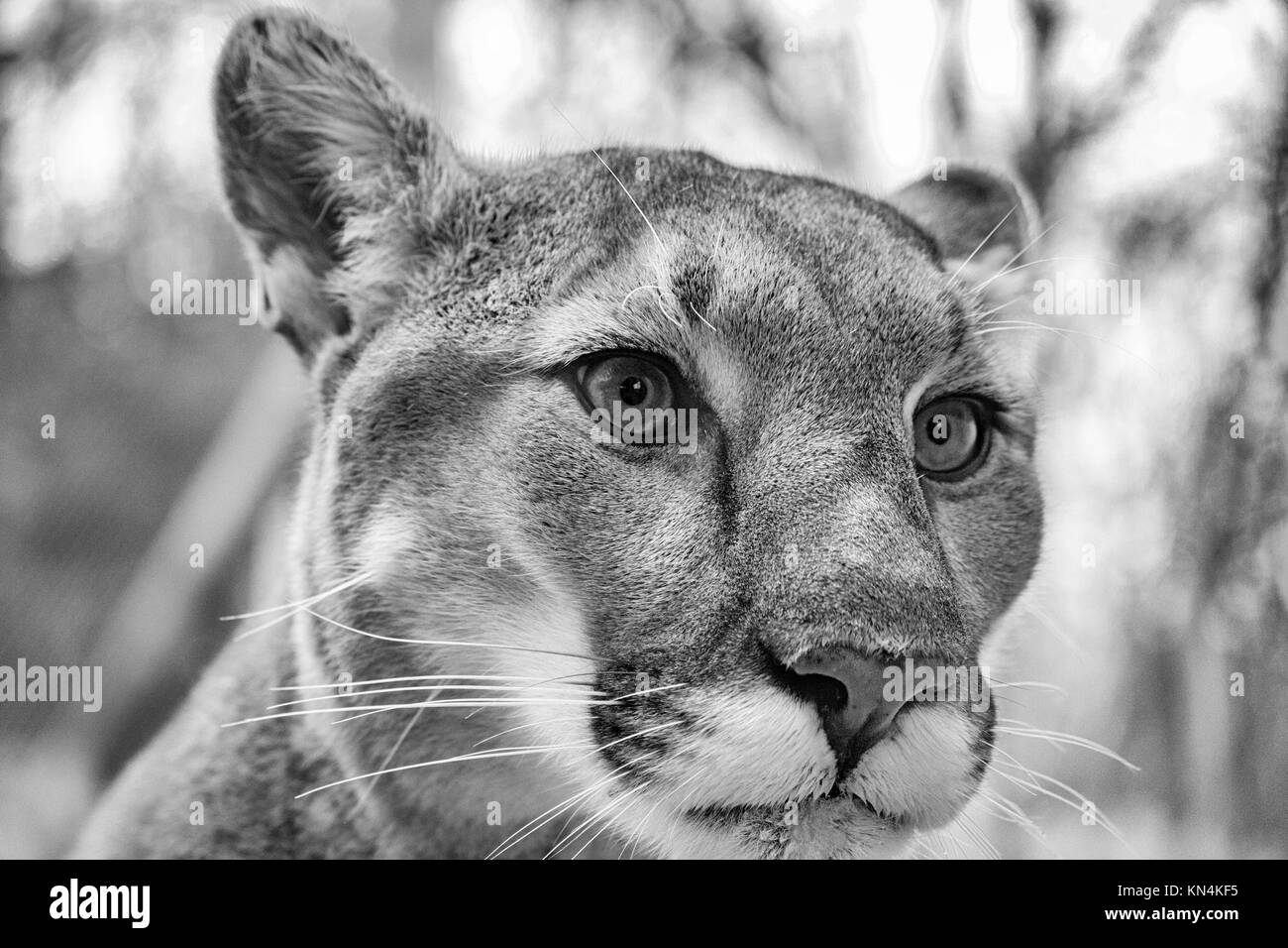 Close-up of a Cougar (Puma concolor) à l'ouest de la Caroline du Nord Nature Centre à Asheville, NC, USA Banque D'Images