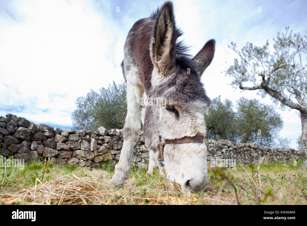 Drôle de petit âne gris espagnol sur l'herbe de pâturage. Banque D'Images
