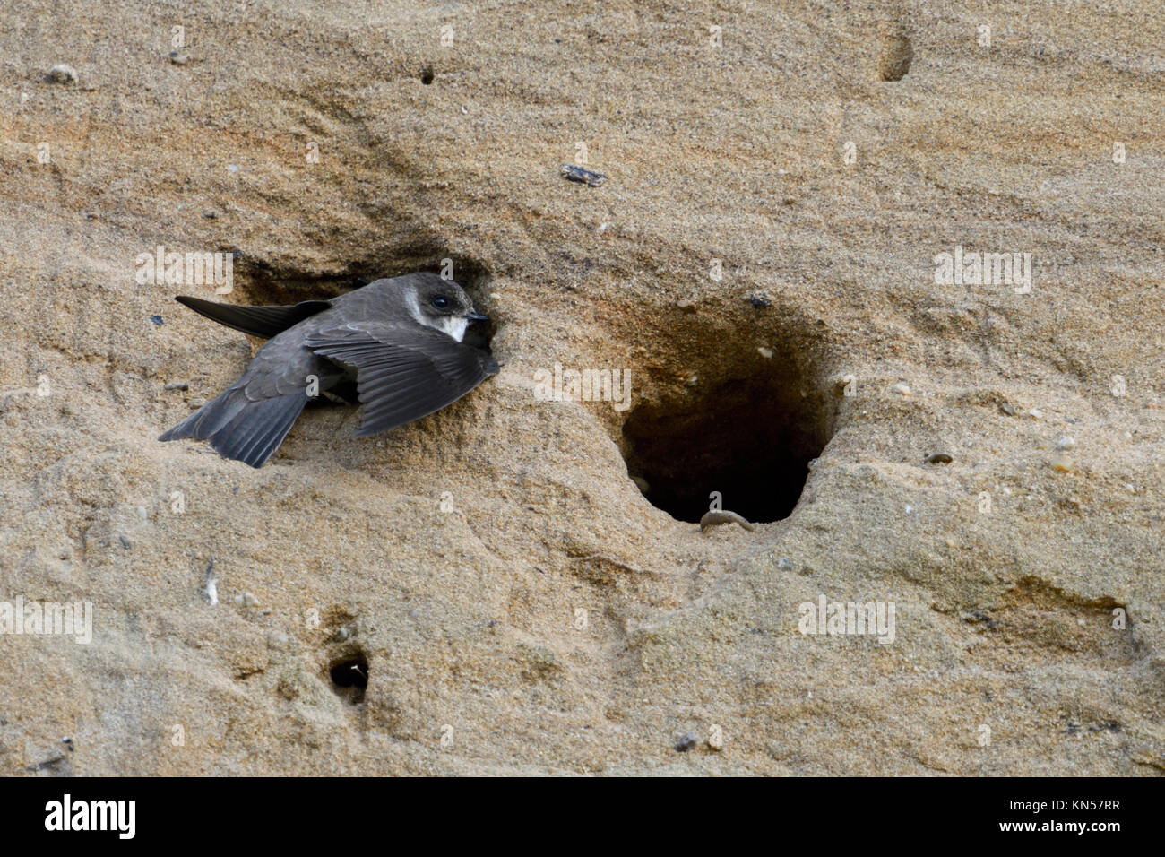 Sand Martin / Hirondelle ( Riparia riparia) assis dans l'entrée de son nid, en volant avec ses ailes en creusant, la faune, l'Europe. Banque D'Images