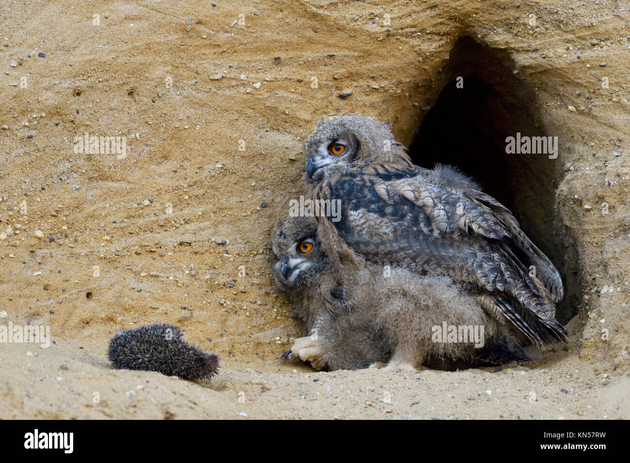 Grand Owl Bubo bubo / Owls ( ), de mue poussins avec carcasse d'Hérisson assis, debout à l'avant à leur nid Burrow, la faune, l'Europe. Banque D'Images