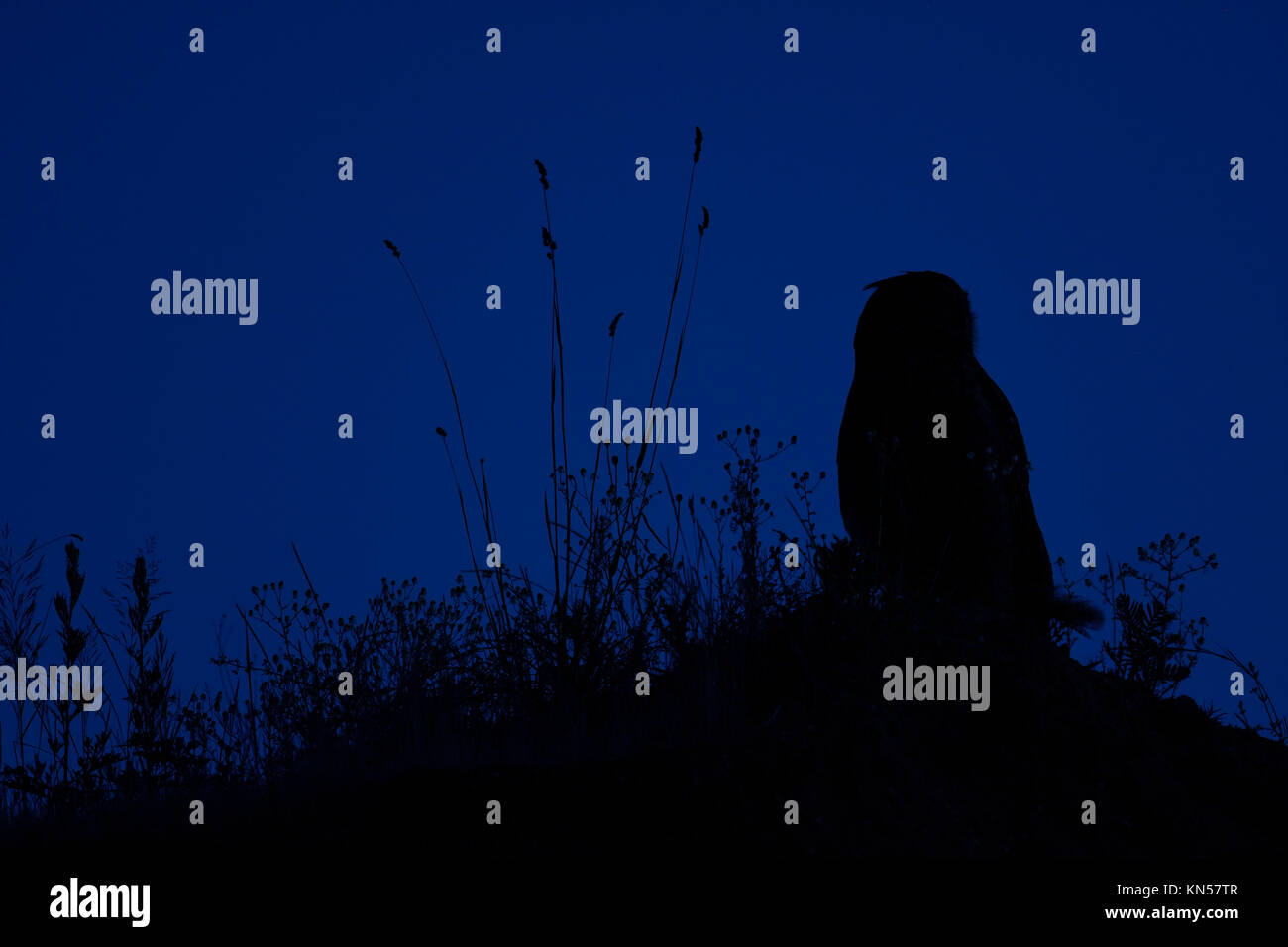 Grand / Owl Bubo bubo Europaeischer Uhu ( ) la nuit, perché sur le bord d'une fosse de sable, silhouetté contre le ciel bleu foncé, de la faune, de l'Europe. Banque D'Images