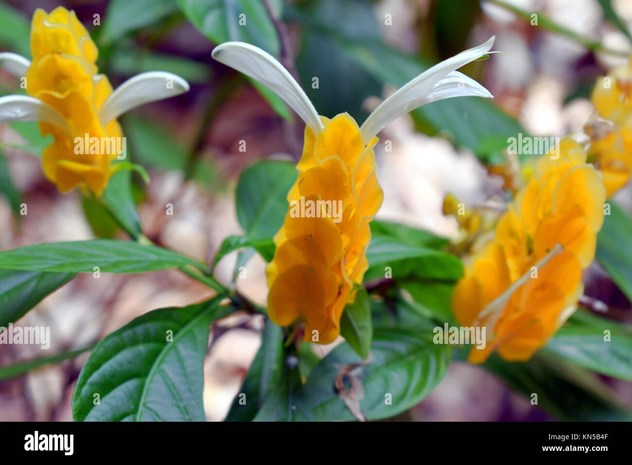 Pachystachys lutea, l'usine de sucette. Banque D'Images