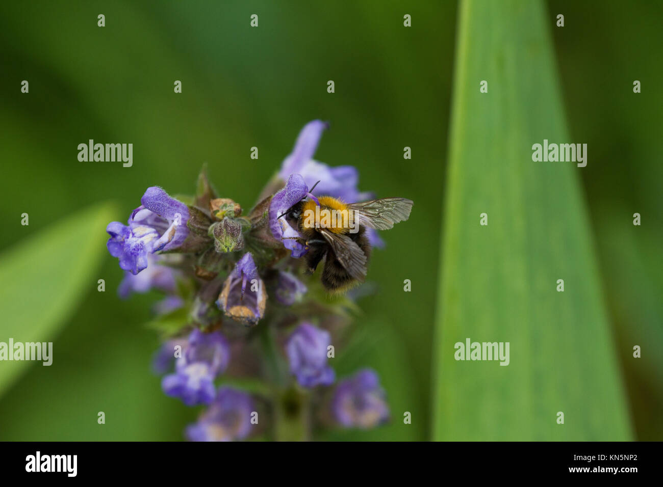 Bumblebee se nourrissant sur le nectar des fleurs Banque D'Images