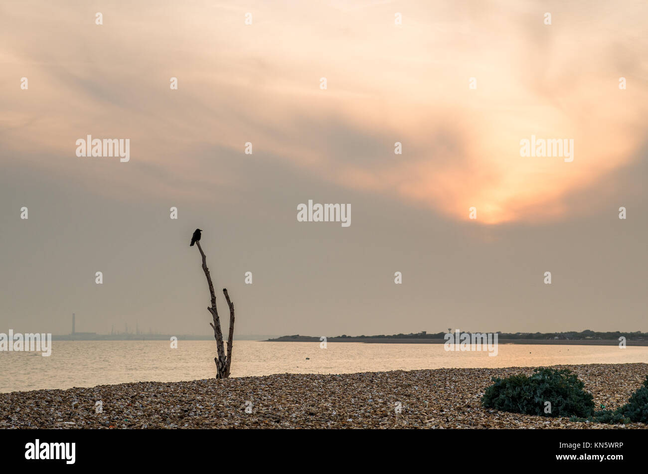 Une scène sur Stokes Bay Beach avec un corbeau en haut d'un arbre mort et une raffinerie de pétrole dans la distance que Sun est mise derrière un gros nuage gris. Banque D'Images