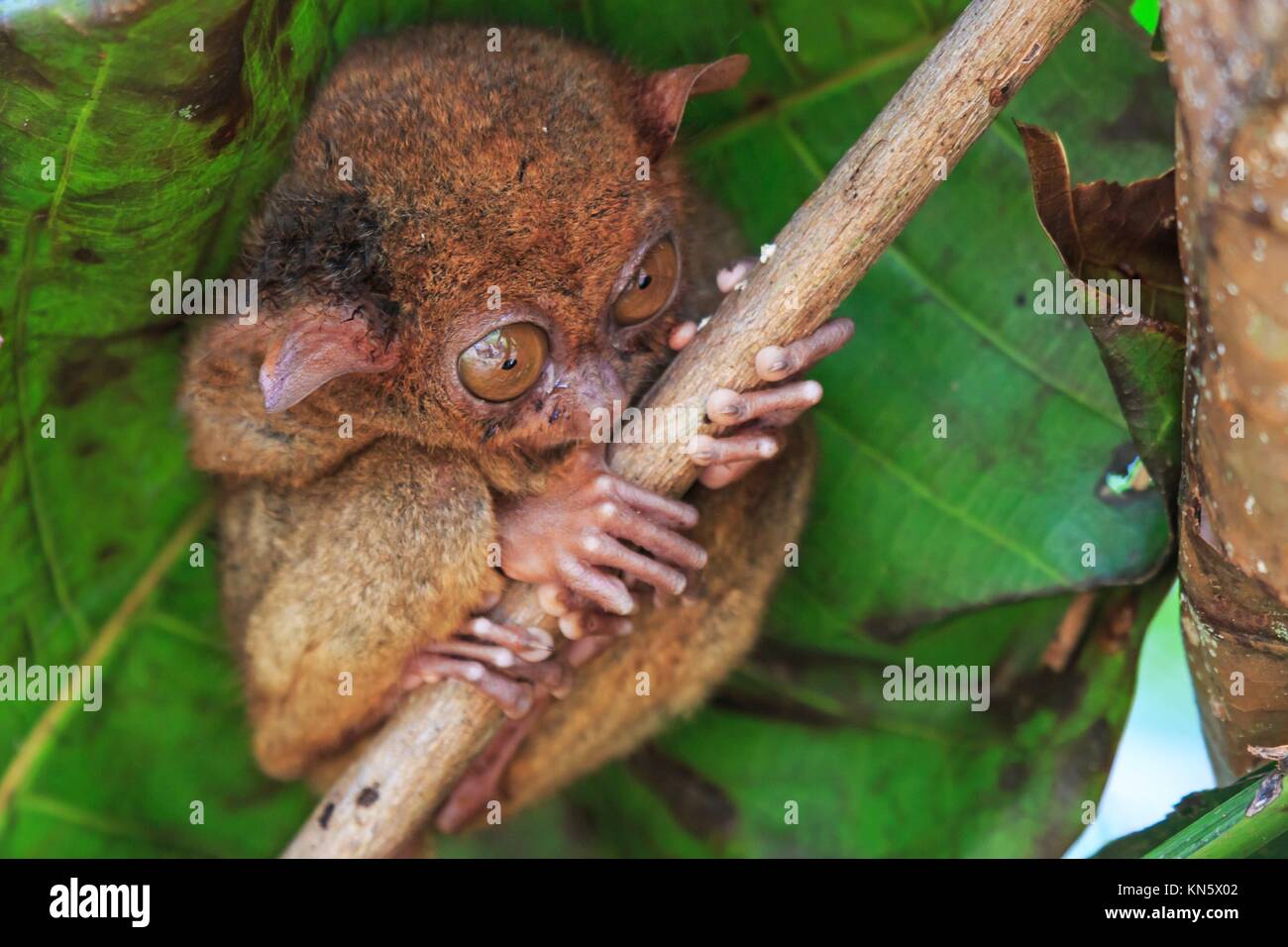 Philippine tarsier tarsius syrichta Banque de photographies et d’images à haute résolution Alamy