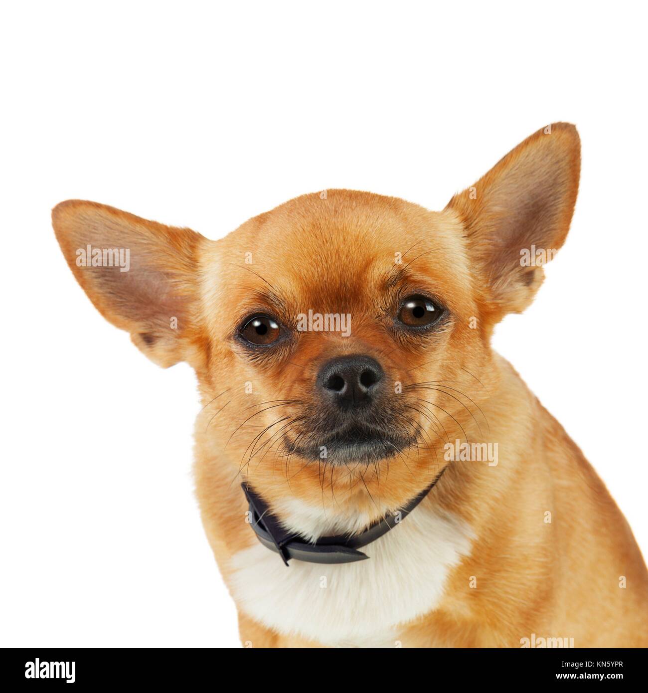 Chihuahua Chien dans Collier Anti puce isolé sur fond blanc. Libre Photo  Stock - Alamy