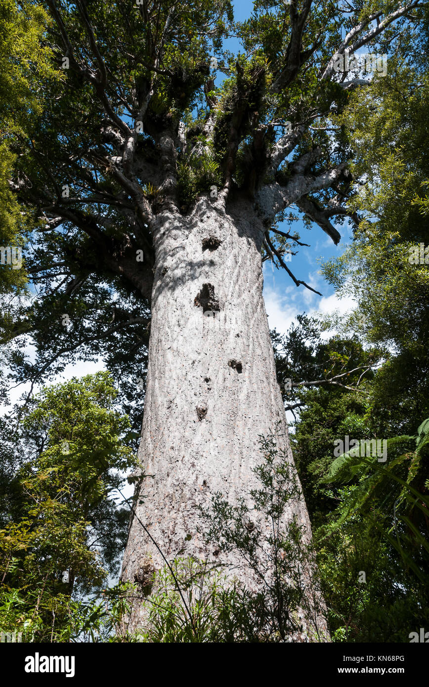 Tane Mahuta l'un des plus grands arbres kauri restants dans le monde. C'est trouvé dans la forêt Waipoua près de Dargaville, île du Nord, Nouvelle-Zélande, Banque D'Images