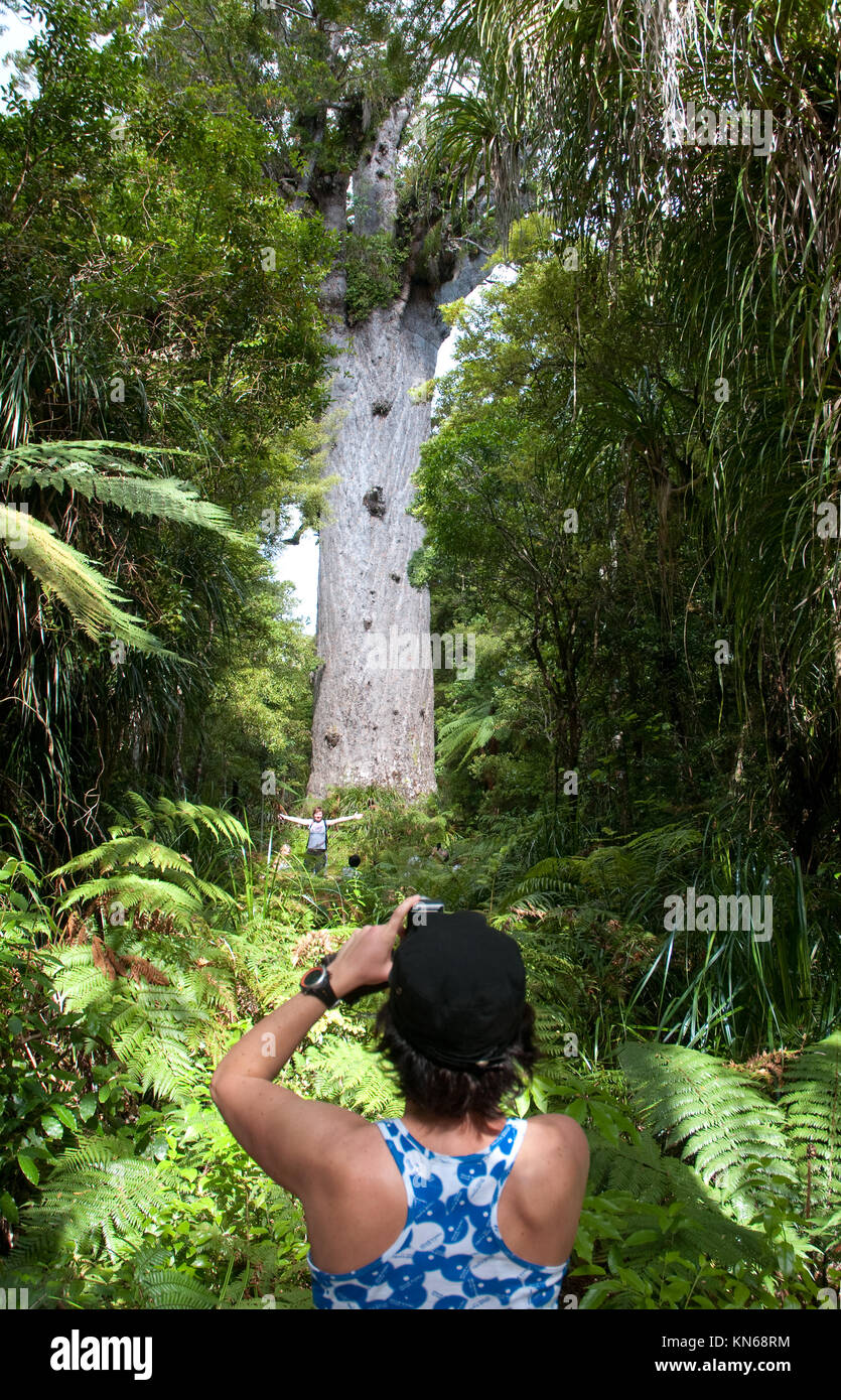 Tane Mahuta l'un des plus grands arbres kauri restants dans le monde. C'est trouvé dans la forêt Waipoua près de Dargaville, île du Nord, Nouvelle-Zélande, Banque D'Images