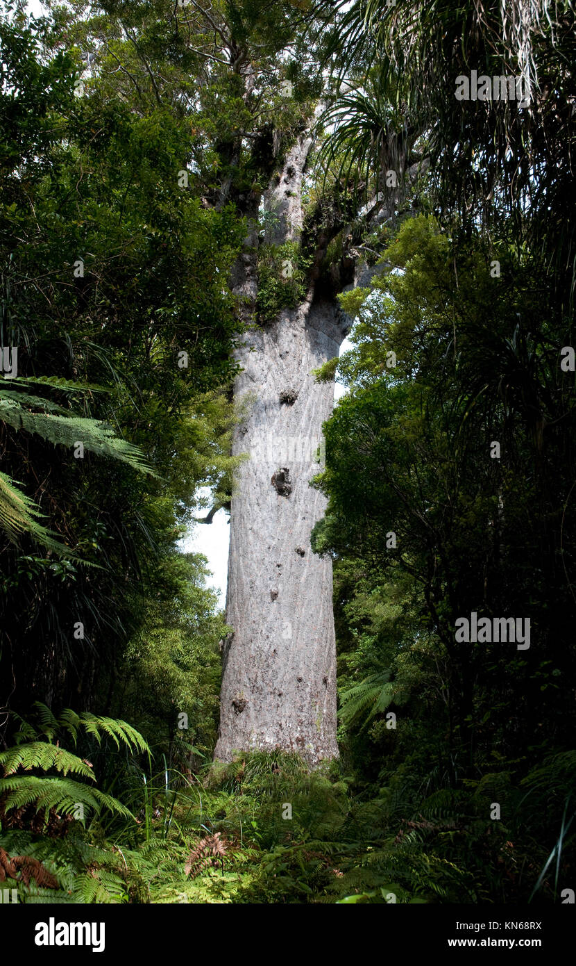 Tane Mahuta l'un des plus grands arbres kauri restants dans le monde. C'est trouvé dans la forêt Waipoua près de Dargaville, île du Nord, Nouvelle-Zélande, Banque D'Images