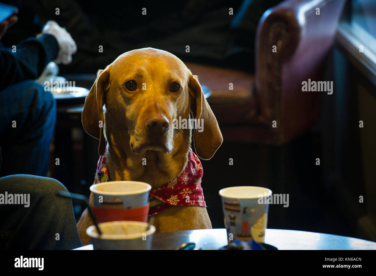Un chien bien élevé le Braque dans un café à Londres Banque D'Images