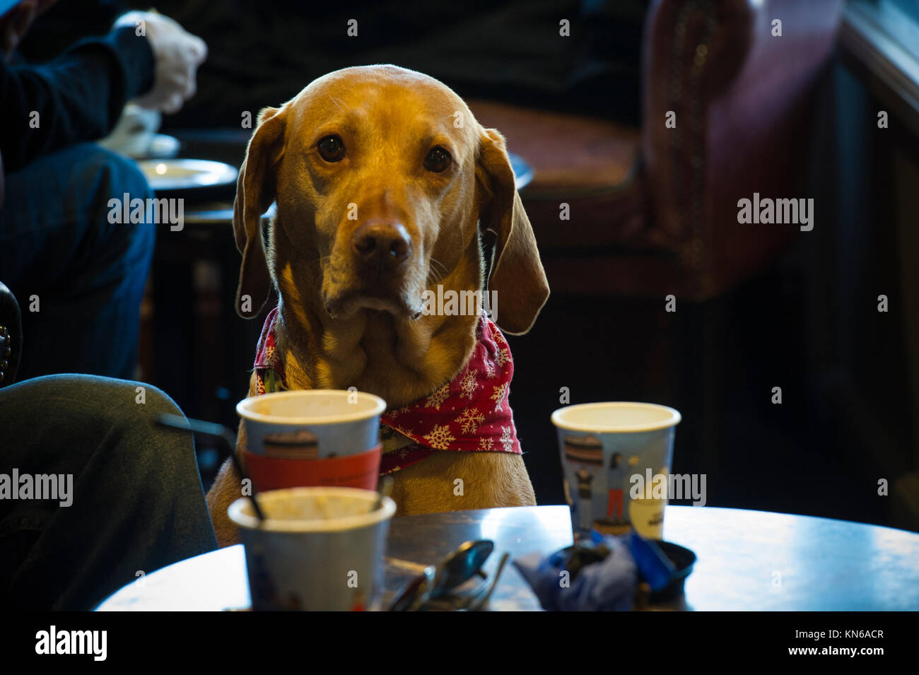 Un chien bien élevé le Braque dans un café à Londres Banque D'Images