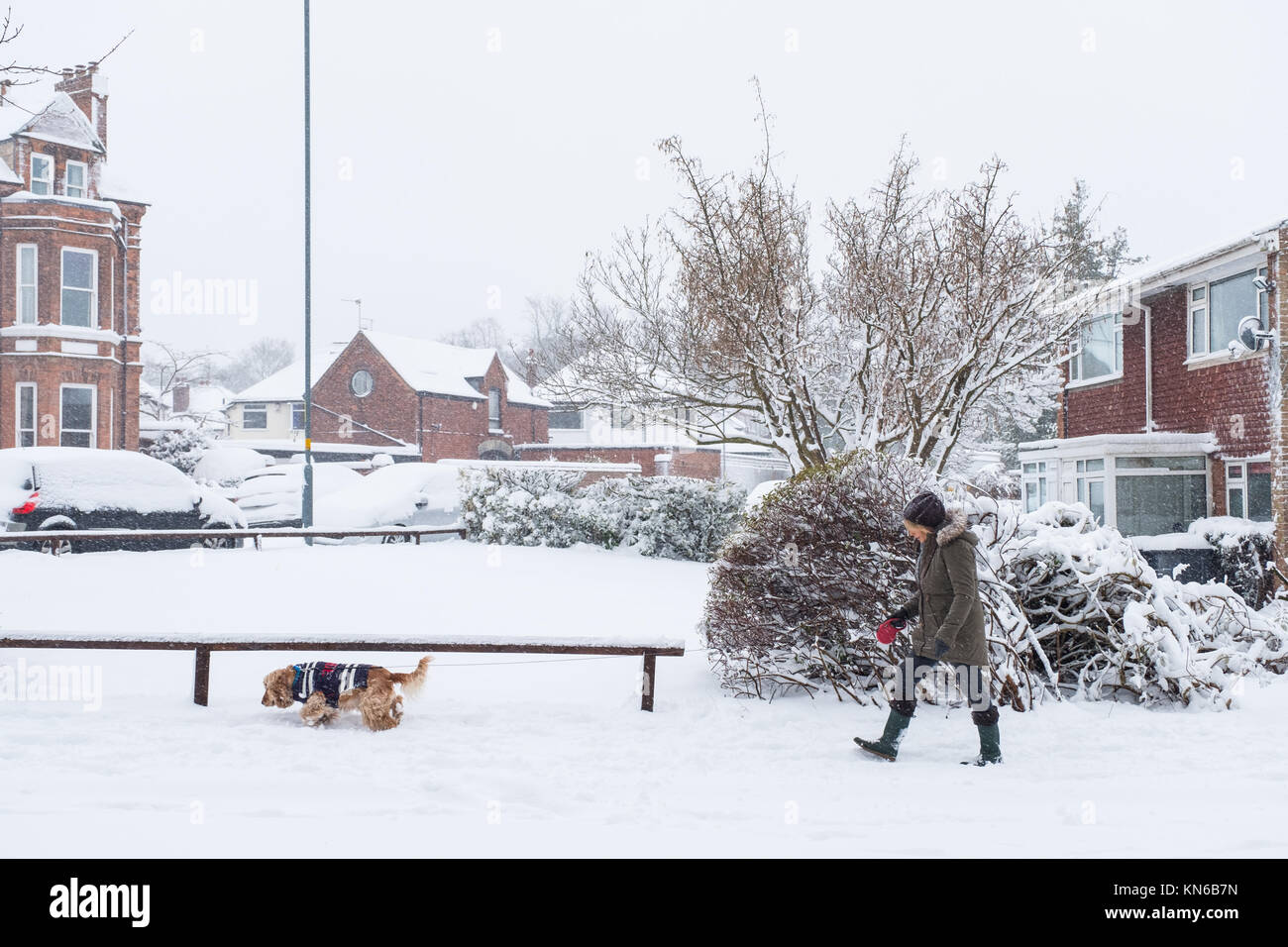 Dog Walking in snow Banque D'Images