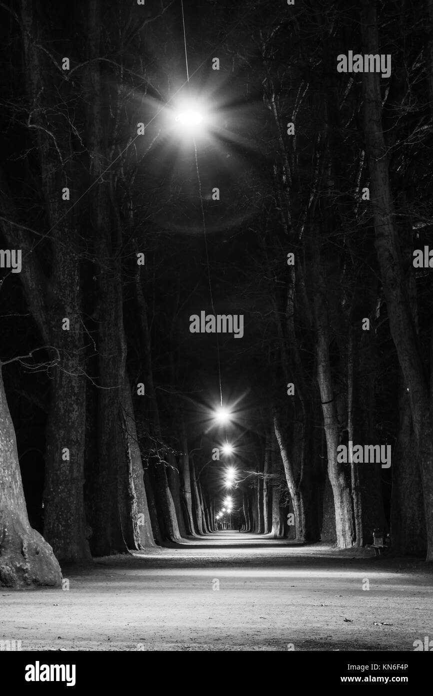 Allée De La Forêt de lumière Monochrome Blanc Noir couloir tranquille parc calme Banque D'Images Allée De La Forêt de lumière Monochrome Blanc Noir couloir tranquille parc calme Banque D'Images