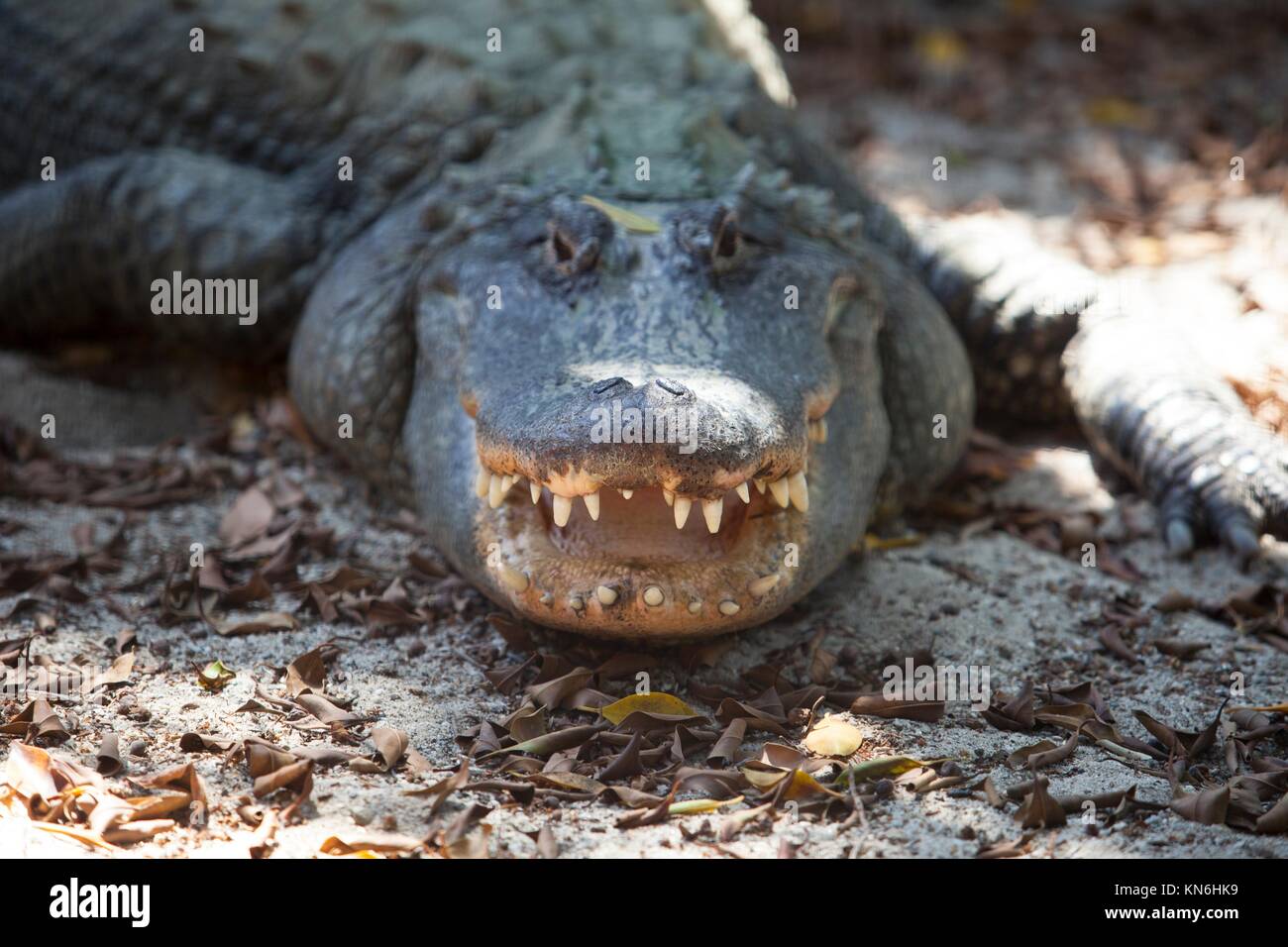 Alligator dangereuses avec la respiration bouche ouverte. Banque D'Images