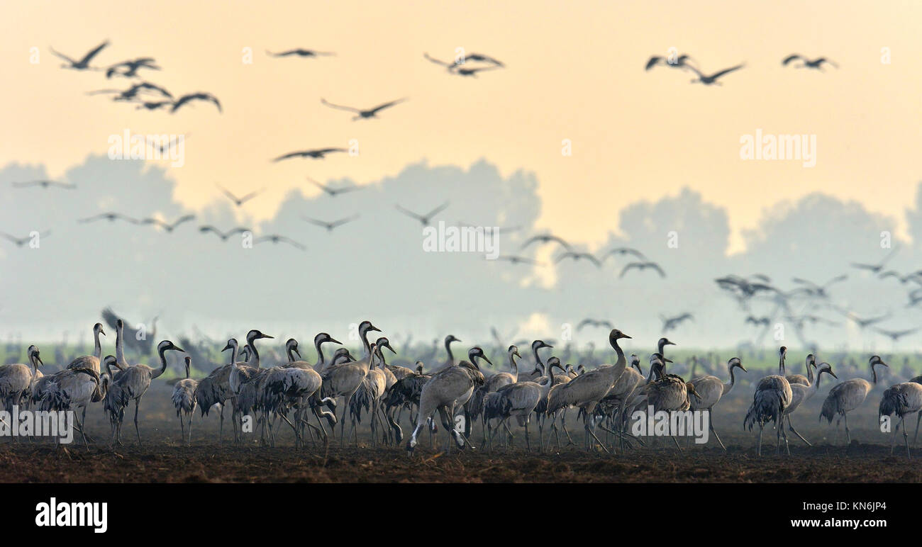 Grues dans un champ à la recherche de nourriture. Grue cendrée, Grus grus, gros oiseau dans l'habitat naturel. L'alimentation des grues au lever du soleil dans le parc national Agamon Banque D'Images