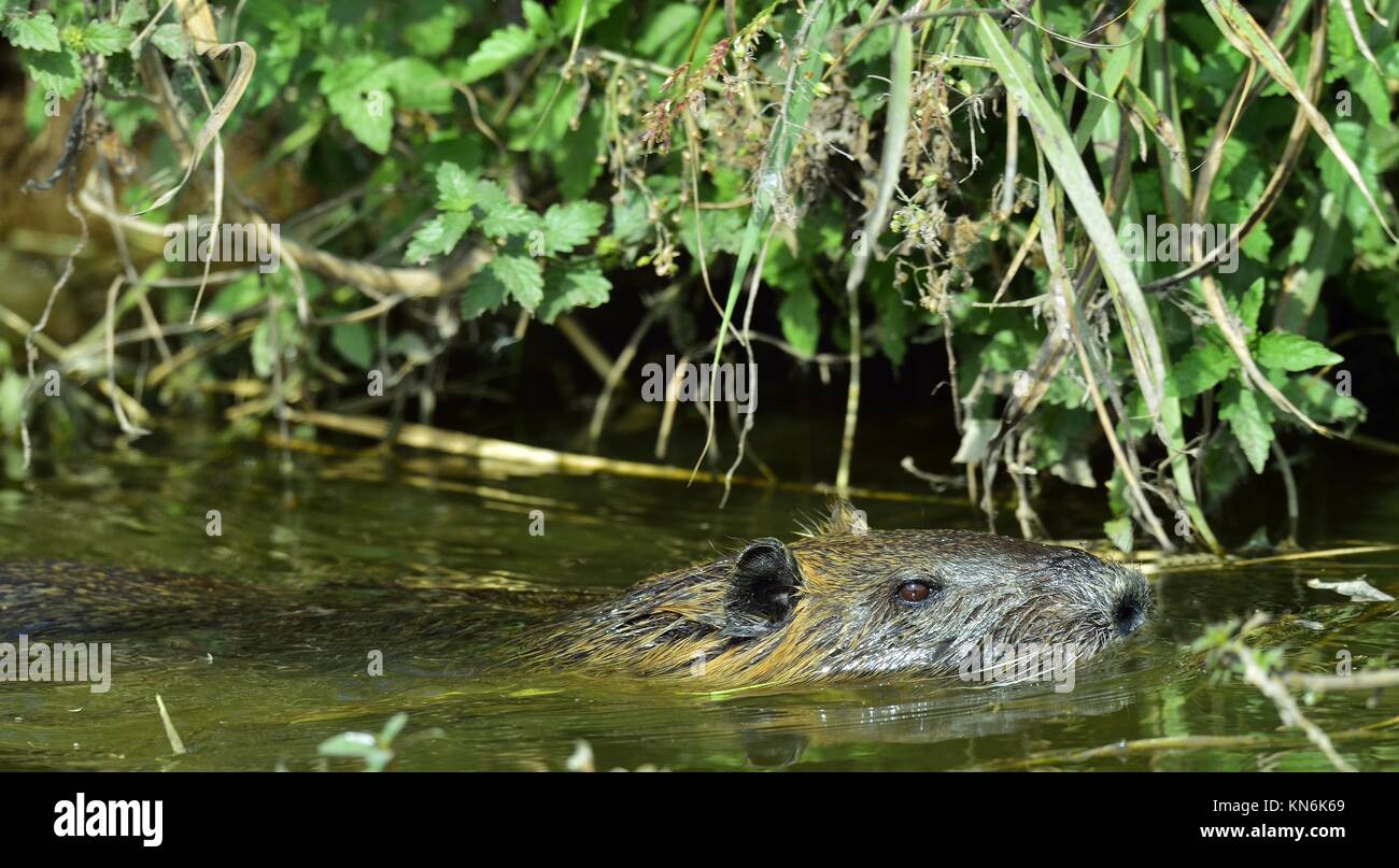 Natation Le ragondin. Le ragondin (Myocastor coypus), également connu sous le nom de ragondin. Banque D'Images