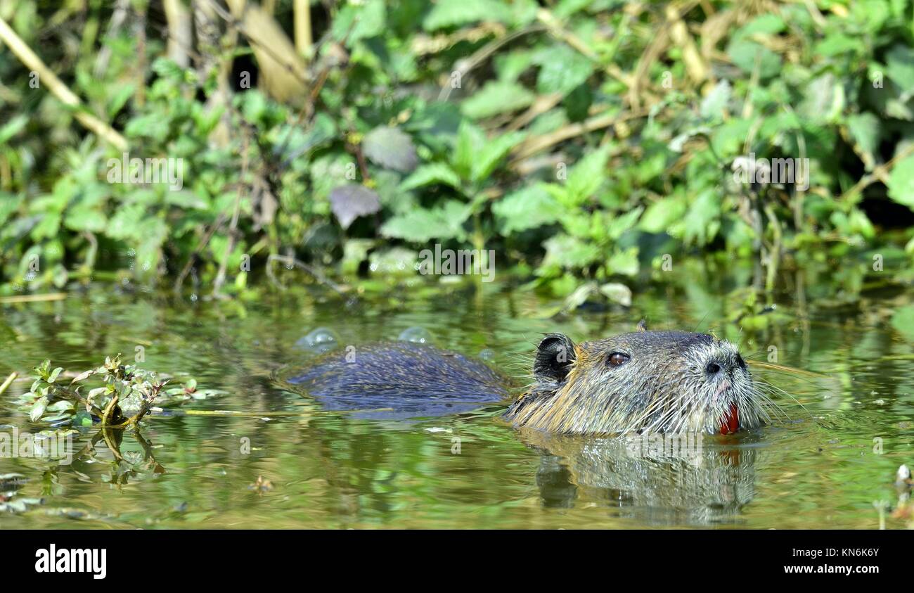 Natation Le ragondin. Le ragondin (Myocastor coypus), également connu sous le nom de ragondin. Banque D'Images