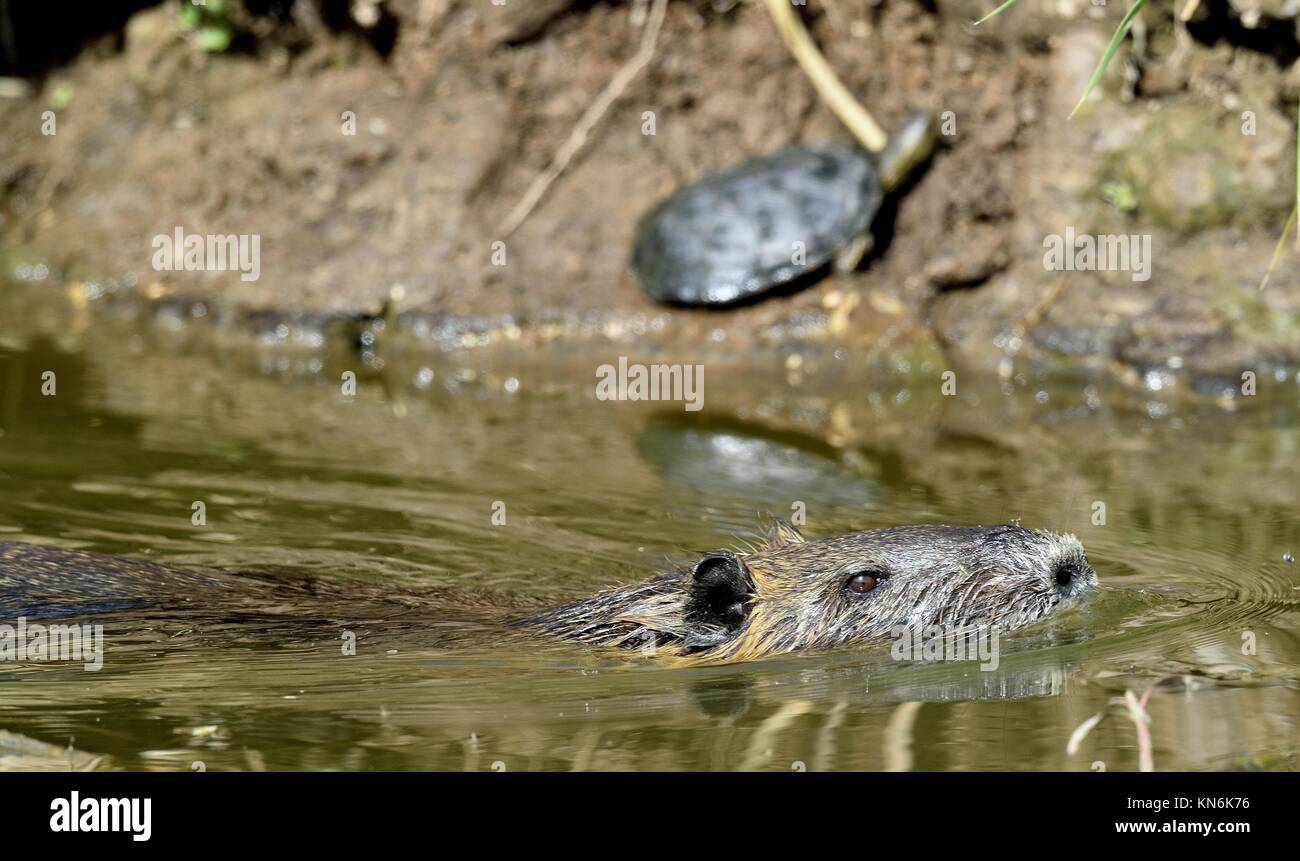 Natation Le ragondin. Le ragondin (Myocastor coypus), également connu sous le nom de ragondin. Banque D'Images